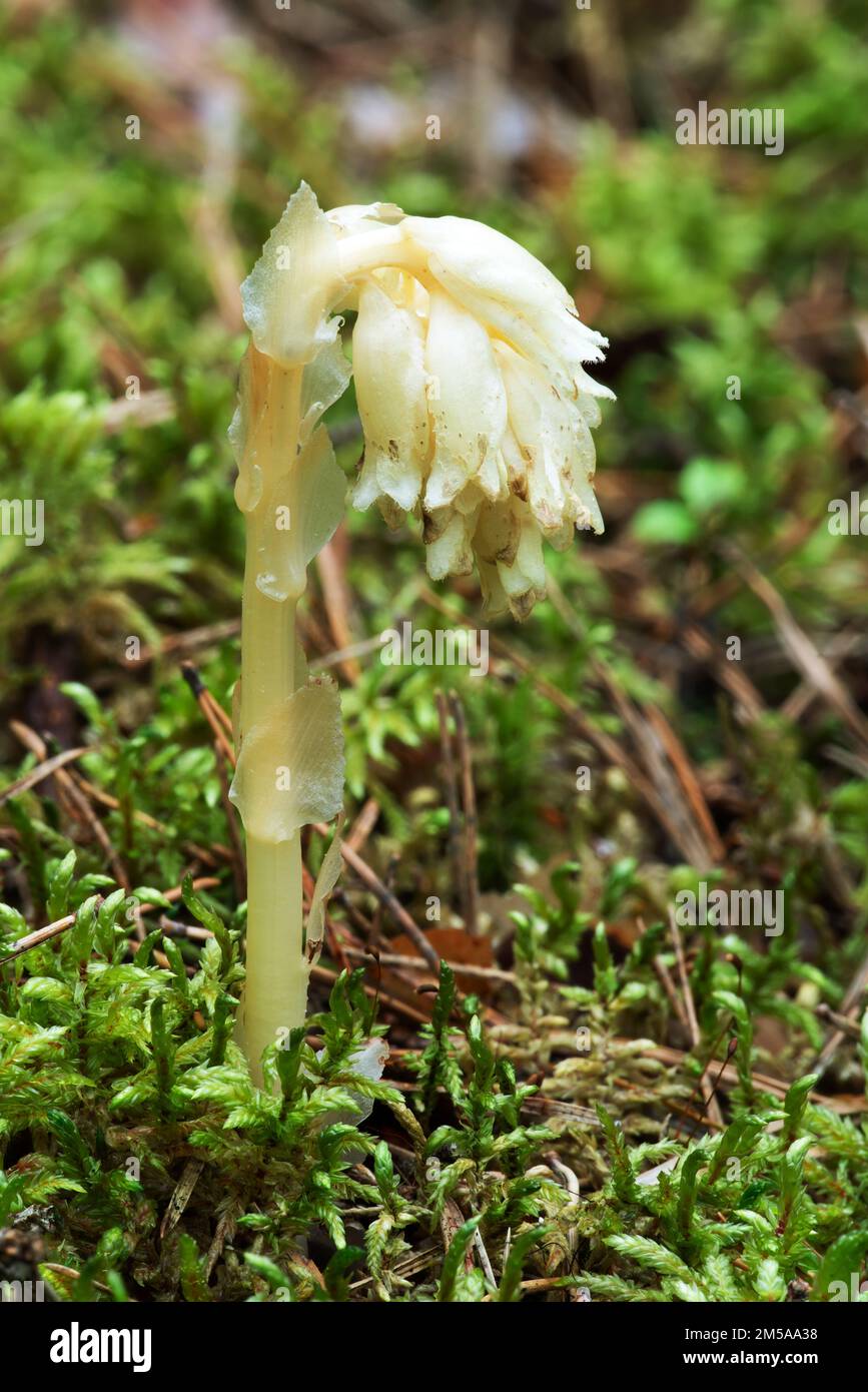 Parasitic plant without chlorophyll Pinesap (False beech-drops, Hypopitys monotropa) in a pine forest in Belarus, Europe Stock Photo