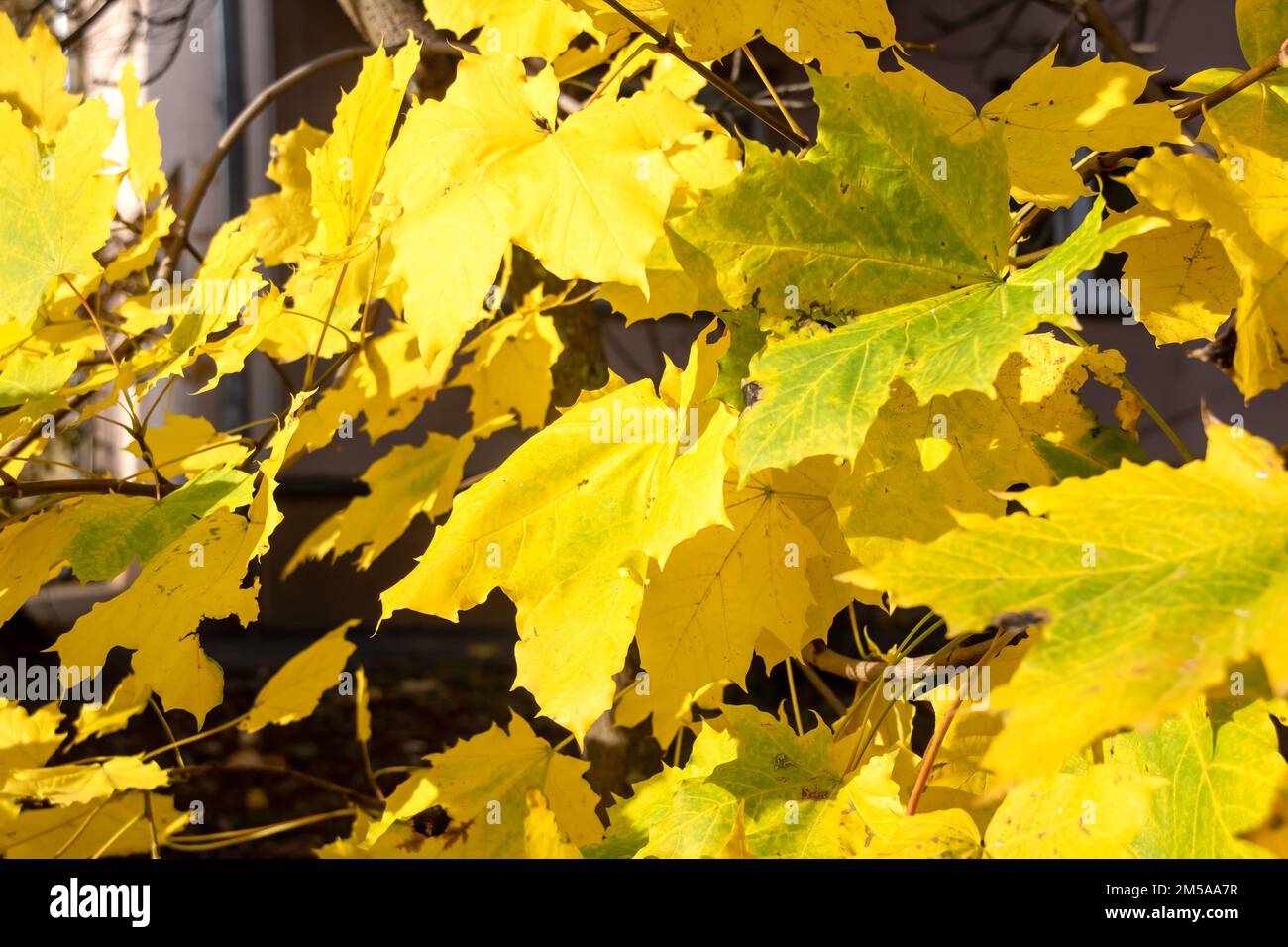 Yellow autumn leaves on the branches of the tree close up Stock Photo ...
