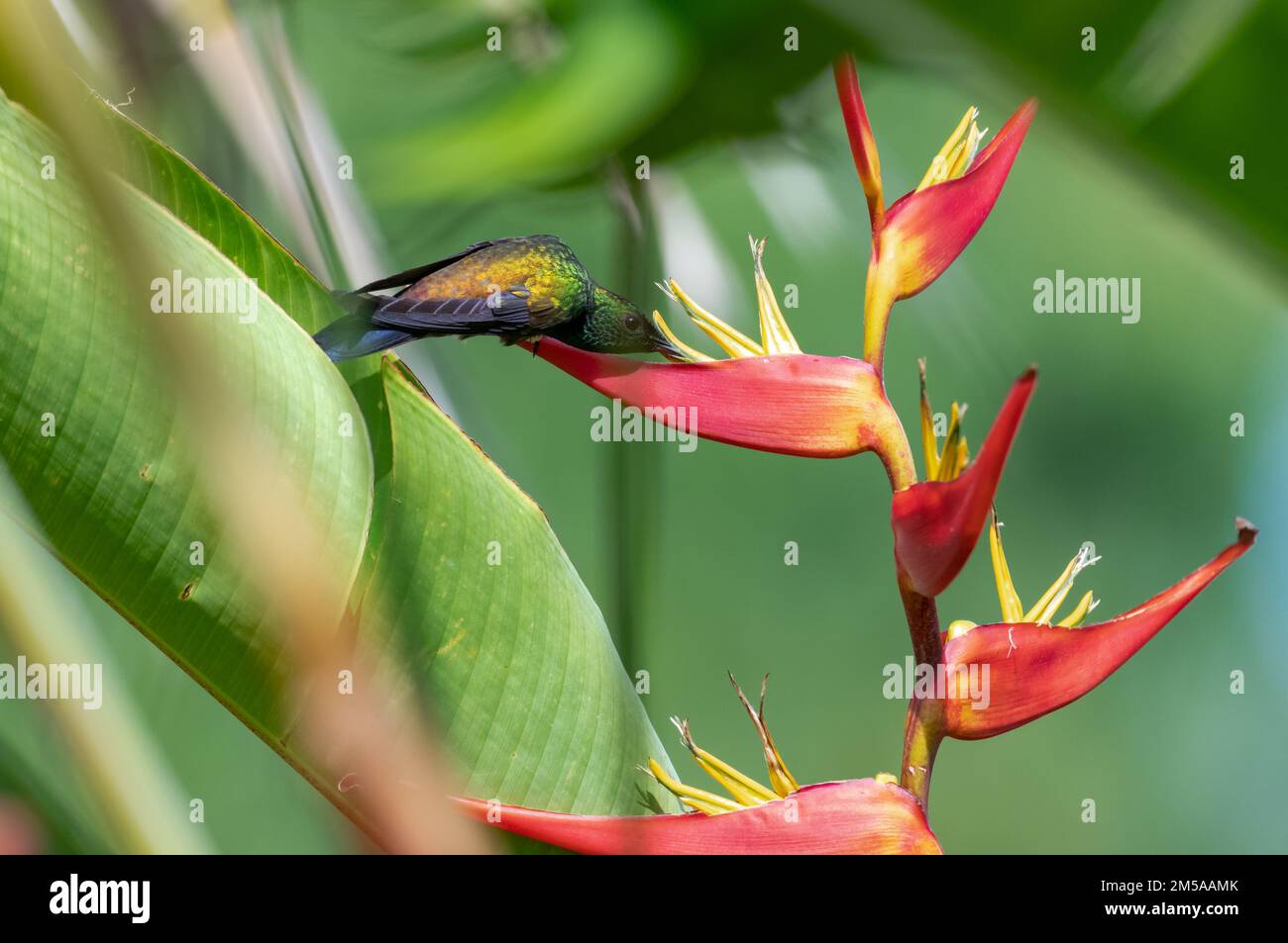 Copper-rumped hummingbird feeding on a Heliconia flower in a tropical Caribbean rainforest. Stock Photo