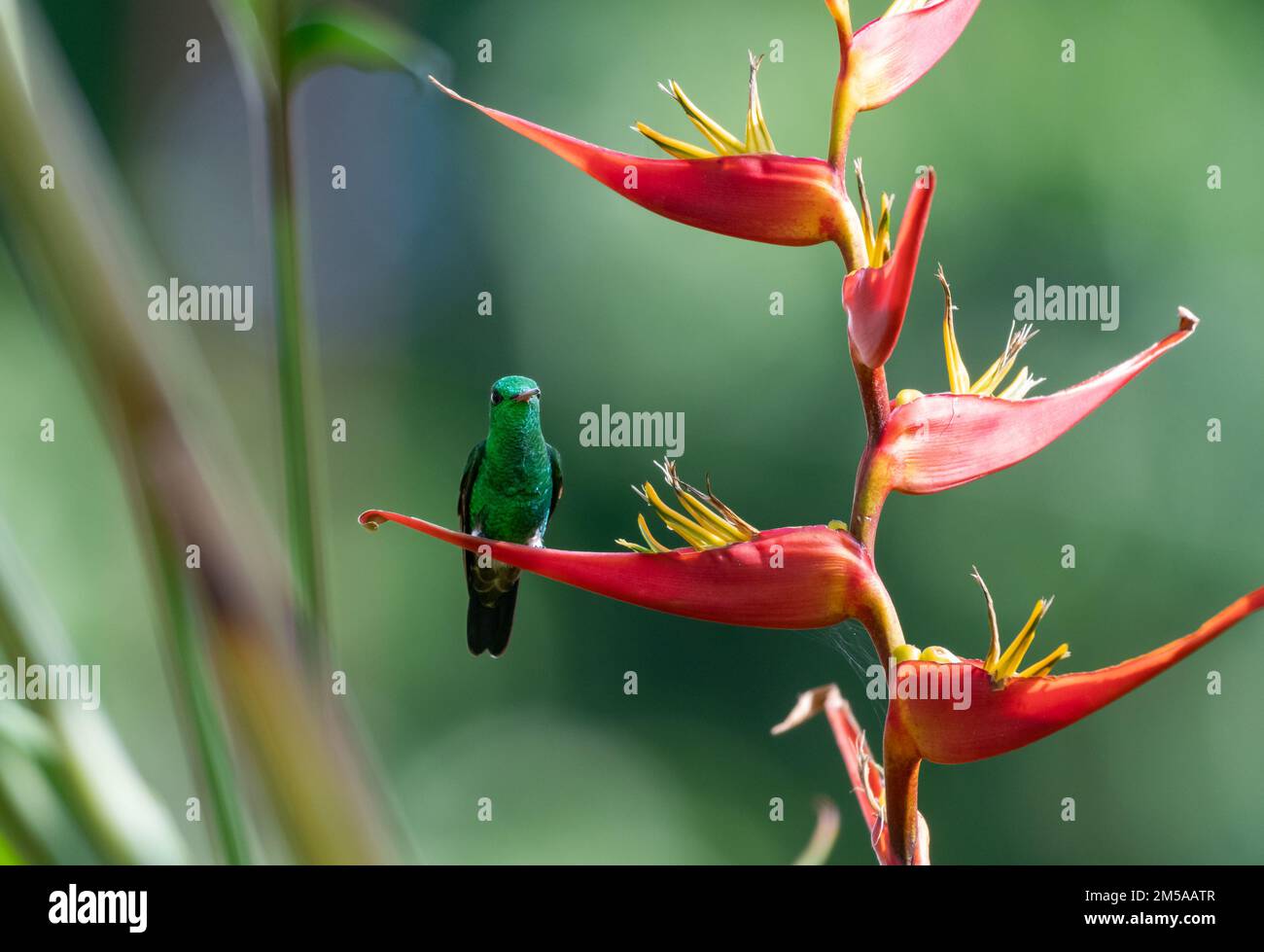 Hummingbird sitting on a tropical Heliconia flower in the rainforest of Trinidad and Tobago. Stock Photo