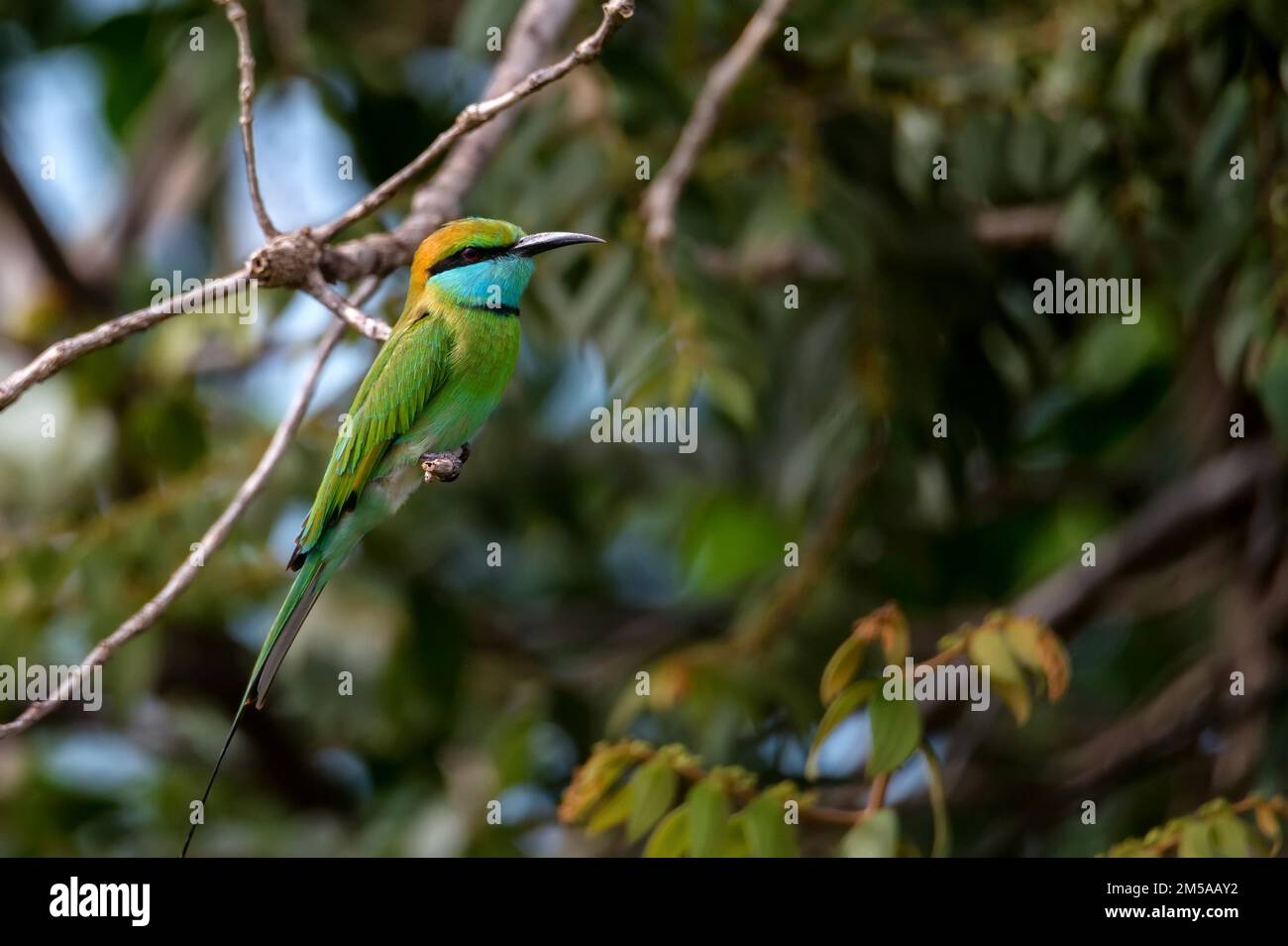 Green bee-eater or Merops orientalis perching on a twig Stock Photo