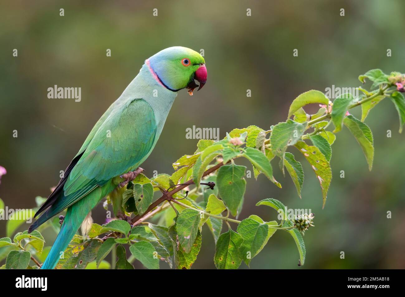 Roseringed parakeet or Psittacula krameri known as the ringnecked parakeet Stock Photo Alamy
