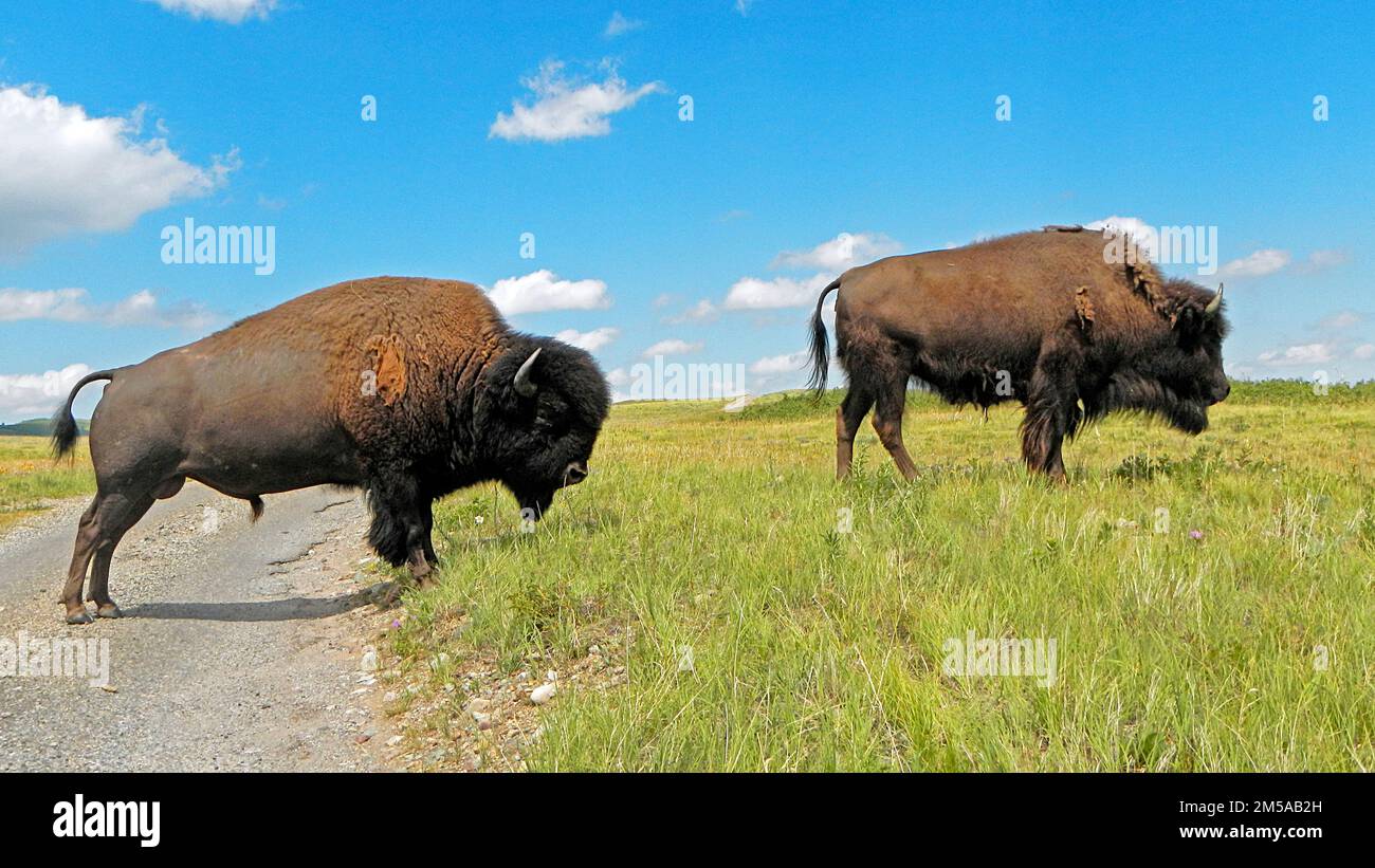 Bison Paddock, Waterton Lakes National Park, Alberta, Canada Stock Photo