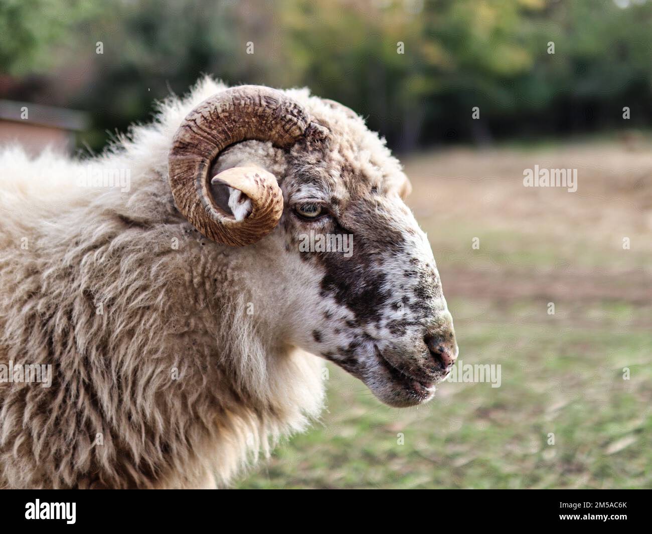 sheep portrait trees in background Stock Photo