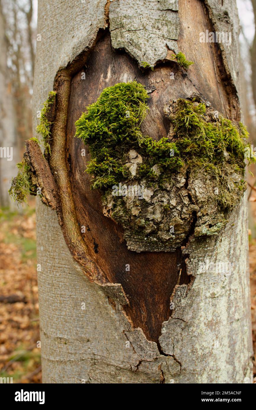 Heart shaped carving in the bark of a trunk with some moss (possibly symbolising kind of a broken heart), version 1 Stock Photo