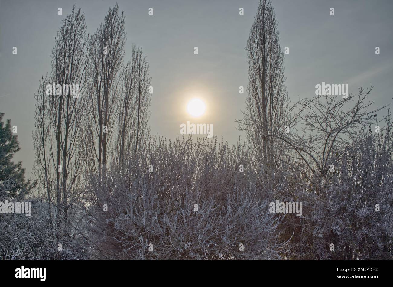 winter scenery of snow and ice covered trees and bushes against a bright but hazy sky with the shining sun at the center of the image Stock Photo