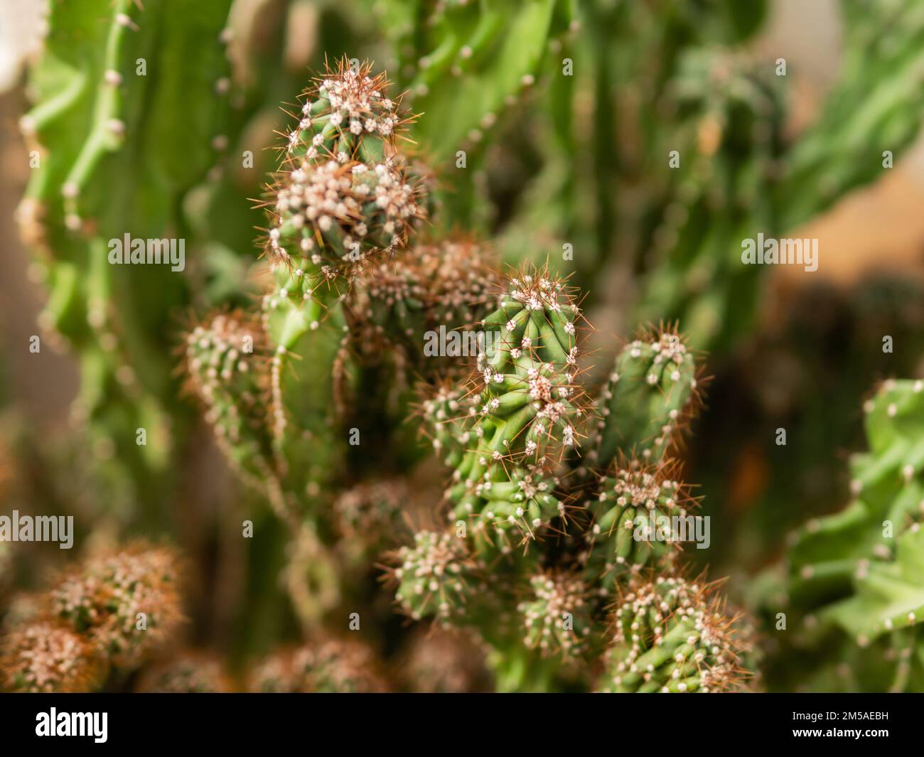 Cereus repandus, Cereus peruvianus or Peruvian apple cactus . Natural background with prickly plant. Stock Photo