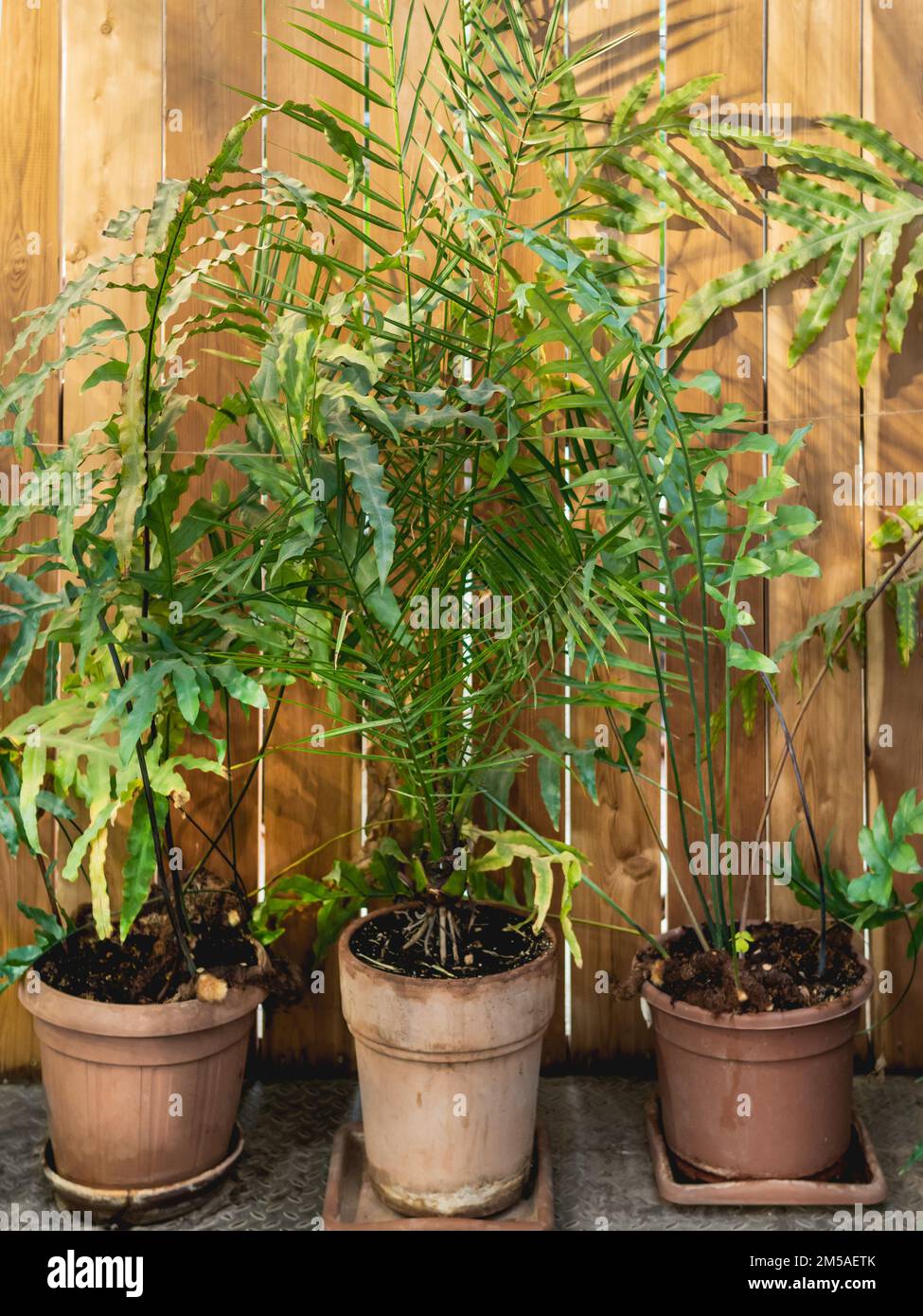 Tropical plants in clay flower pots stands outdoors. Botany as anti