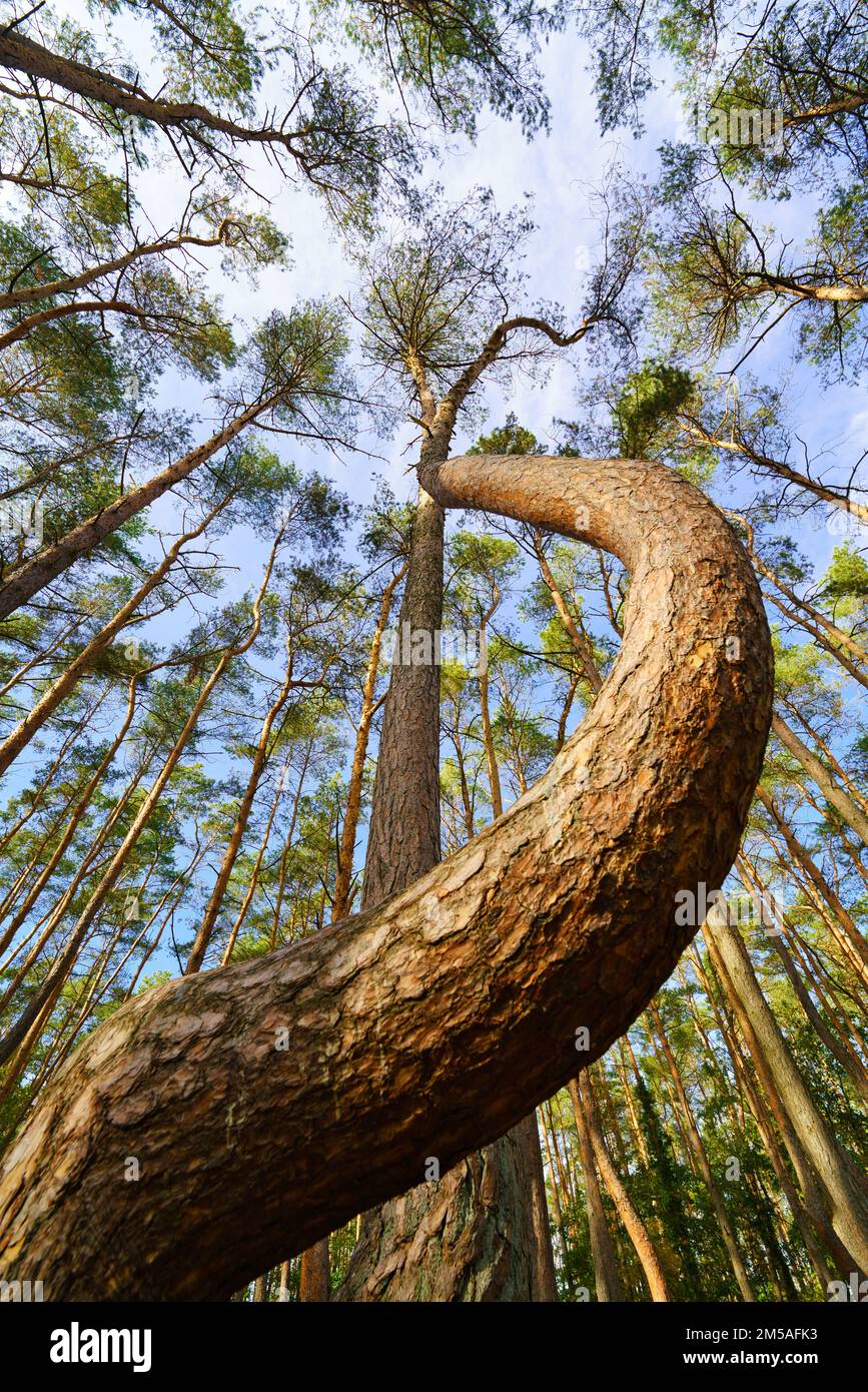 Natural Wood Cork Screw (TRE) Natural Wood Cork Screw (TRE)