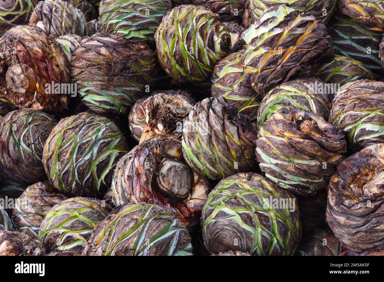 Agave heart hi-res stock photography and images - Alamy