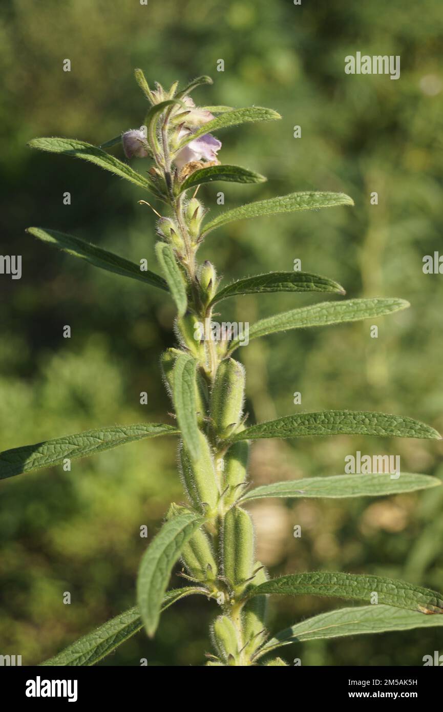 a Macro shot of the Leucas taxon plant Stock Photo