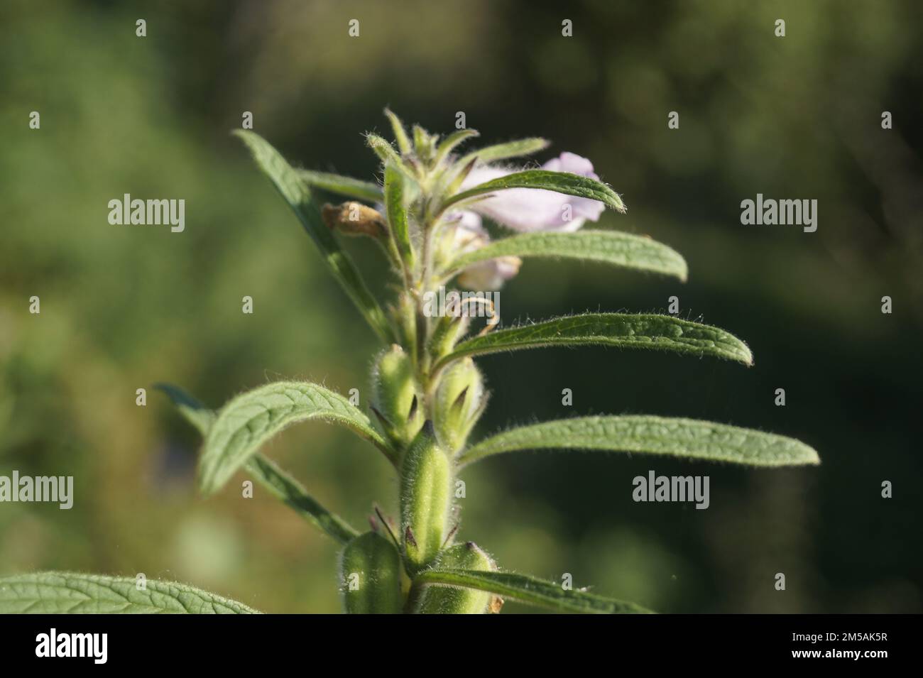 a macro shot of the Leucas taxon plant Stock Photo