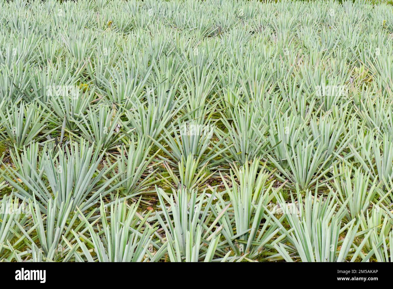Agave fields destined to Mezcal production, Oaxaca valley, Mexico Stock Photo