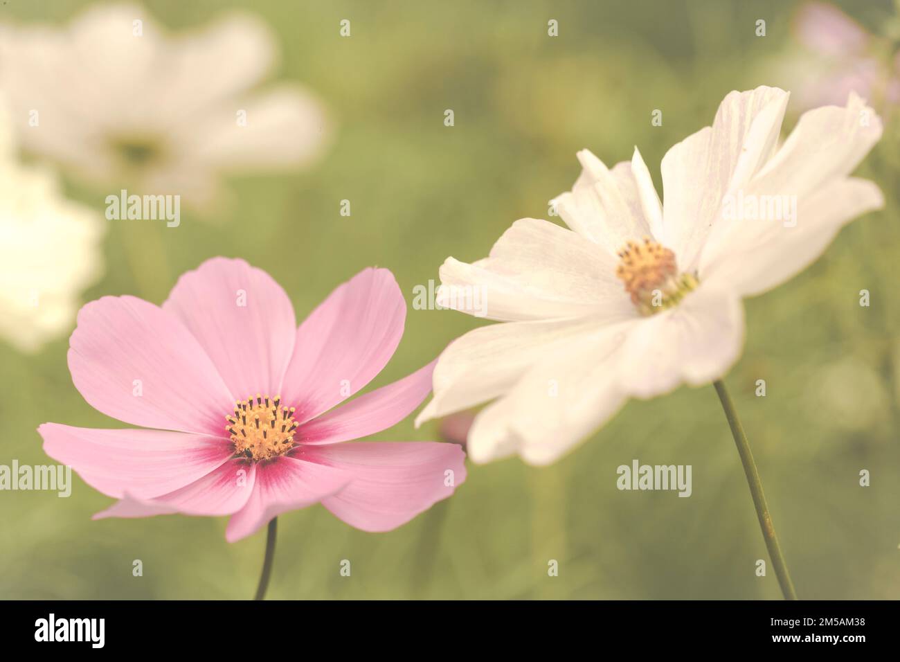 A closeup shot of the pink and white cosmos flowers in the borders of a walled garden at Rousham House Stock Photo