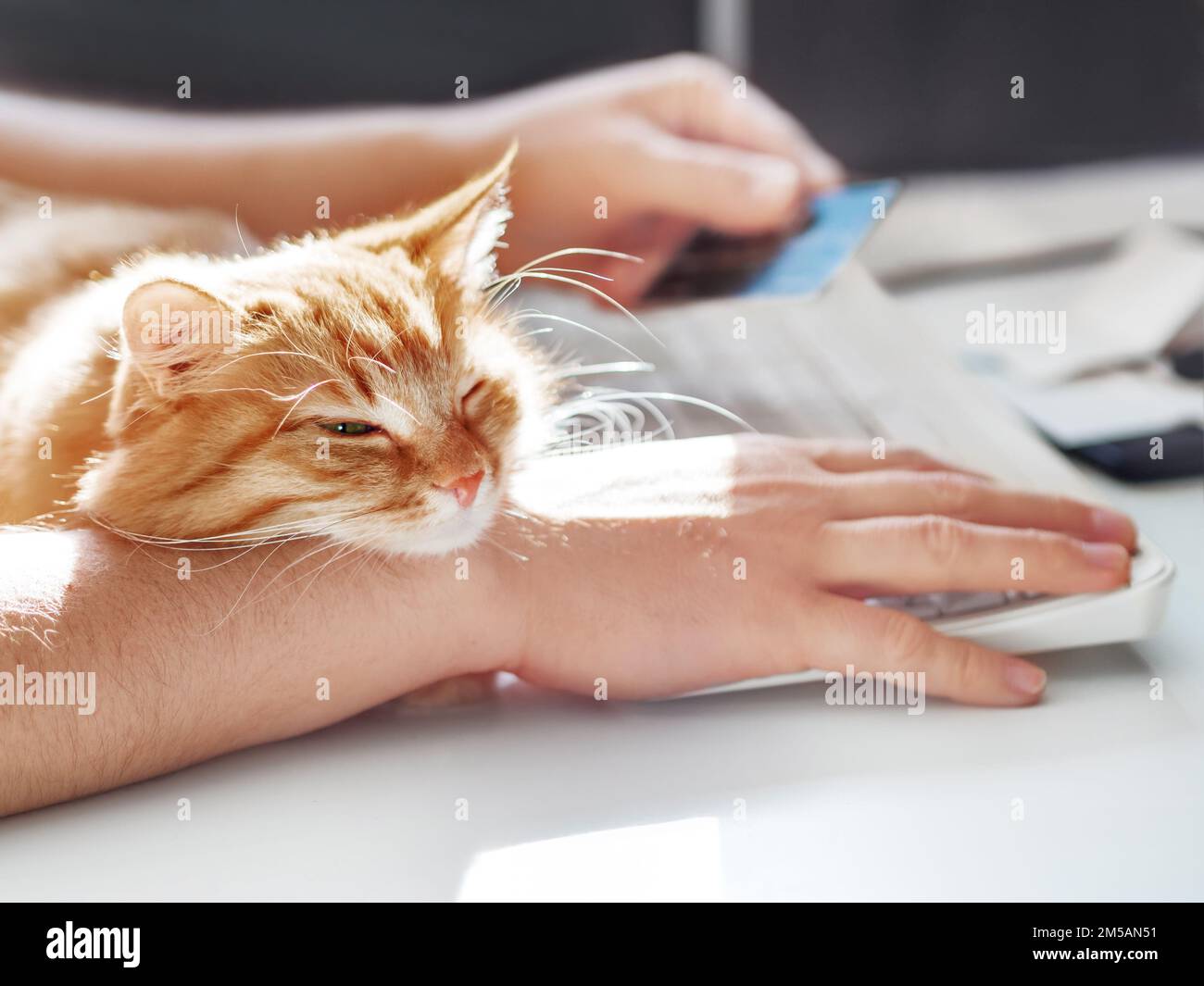 Man is typing at the computer keyboard. Cute ginger cat dozing on man's hand. Furry pet cuddling up to it's owner and getting in the way of his work. Stock Photo