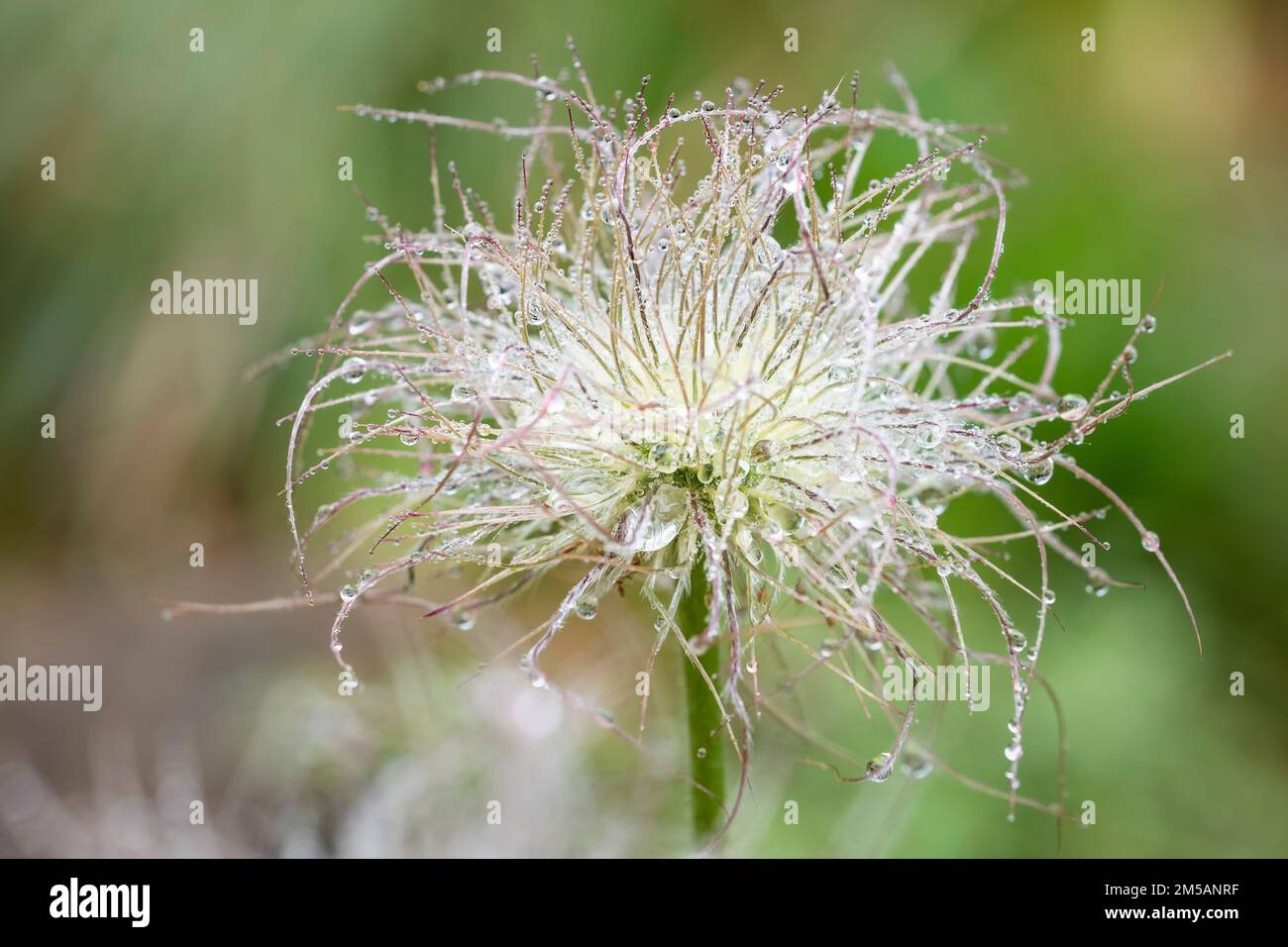 A shallow focus shot of an Apache Plume with water dews after a rain Stock Photo