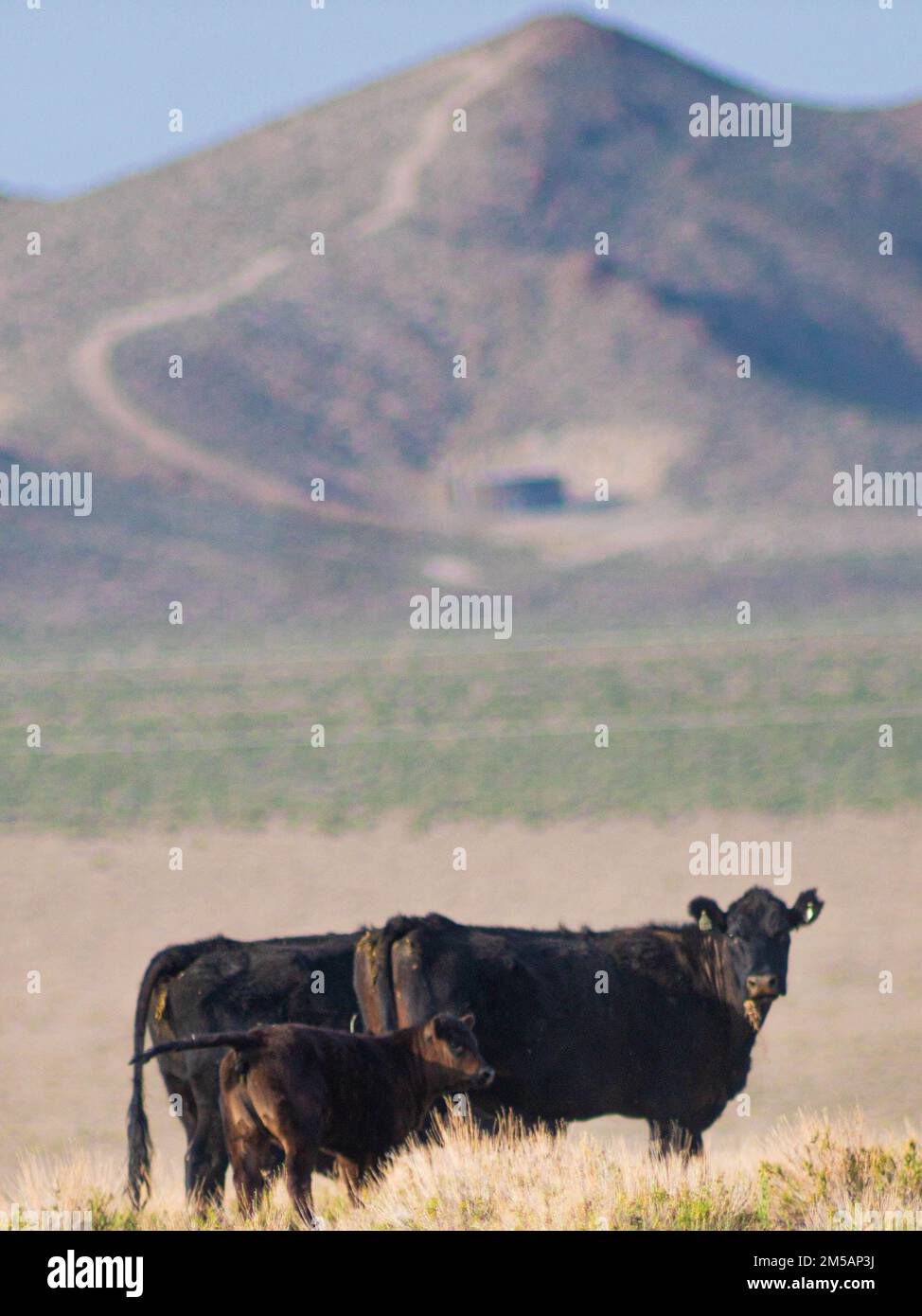 Three Black cows grazing on a mountainside Stock Photo - Alamy