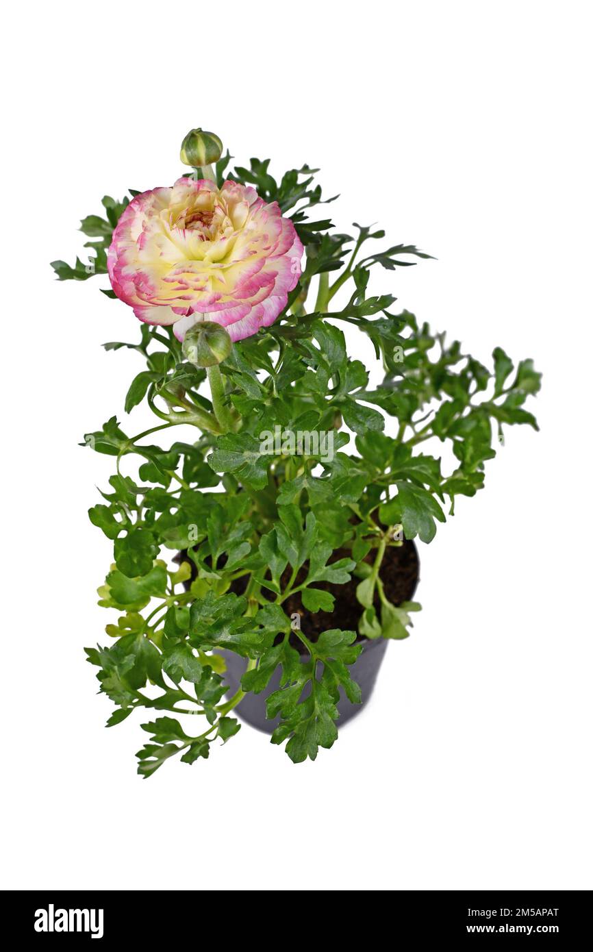 Potted 'Ranunculus Asiaticus' plant with pink flowers on white background Stock Photo