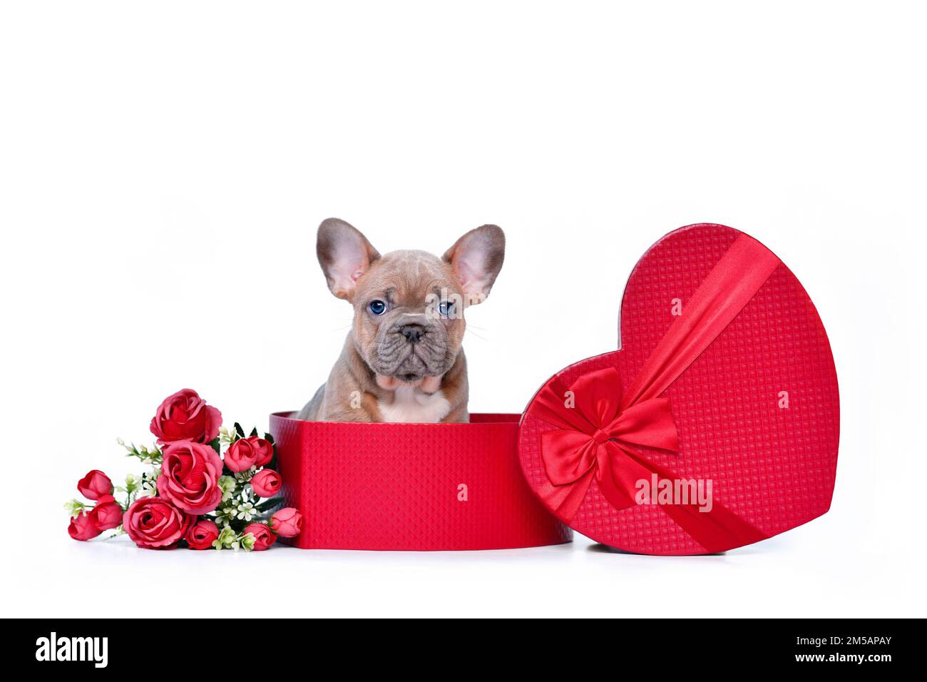 How Do I Get Rid Of My Dogs Roses