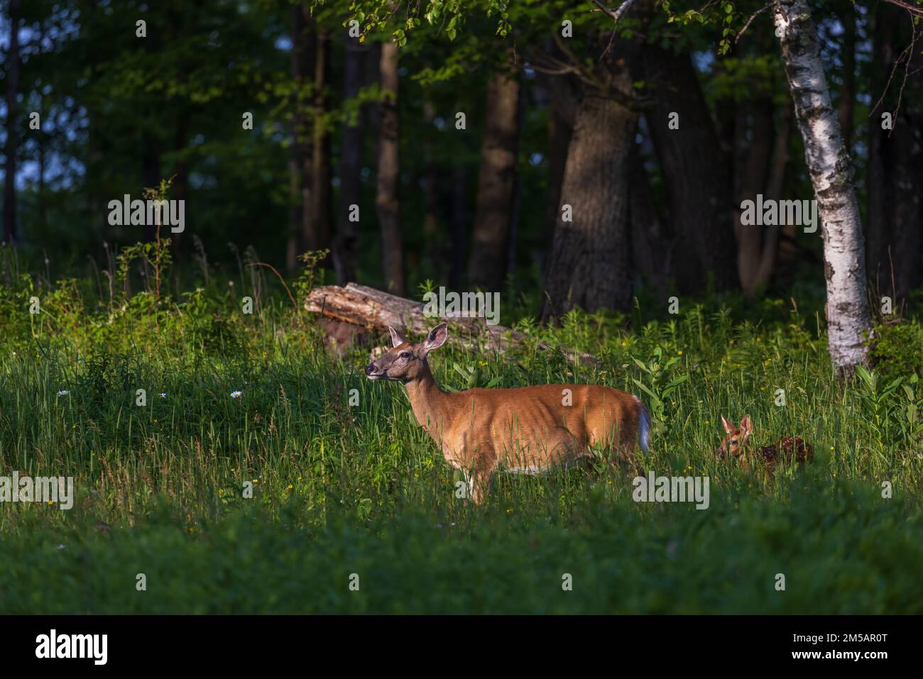 White-tailed doe and her fawn in northern Wisconsin. Stock Photo