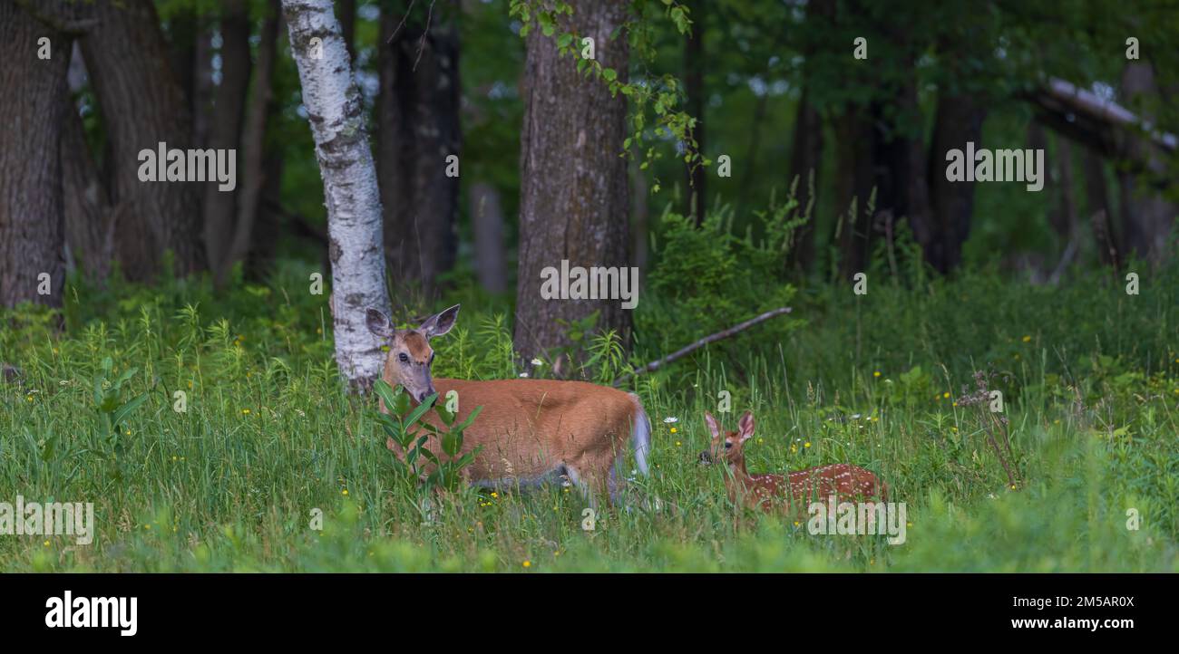 White-tailed doe and her fawn in northern Wisconsin. Stock Photo