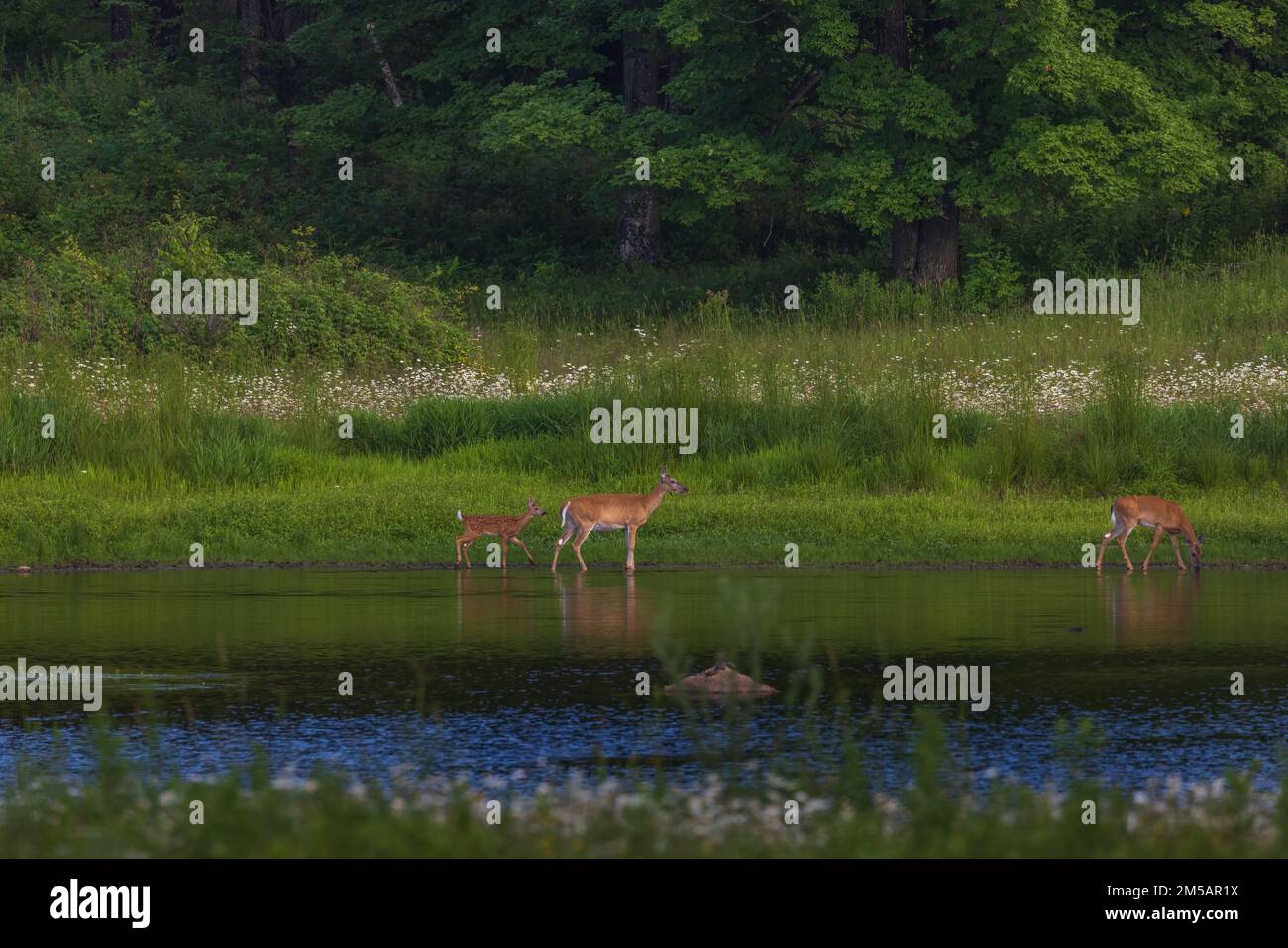 Whitetails walking along the shore of a wetland in northern Wisconsin. Stock Photo