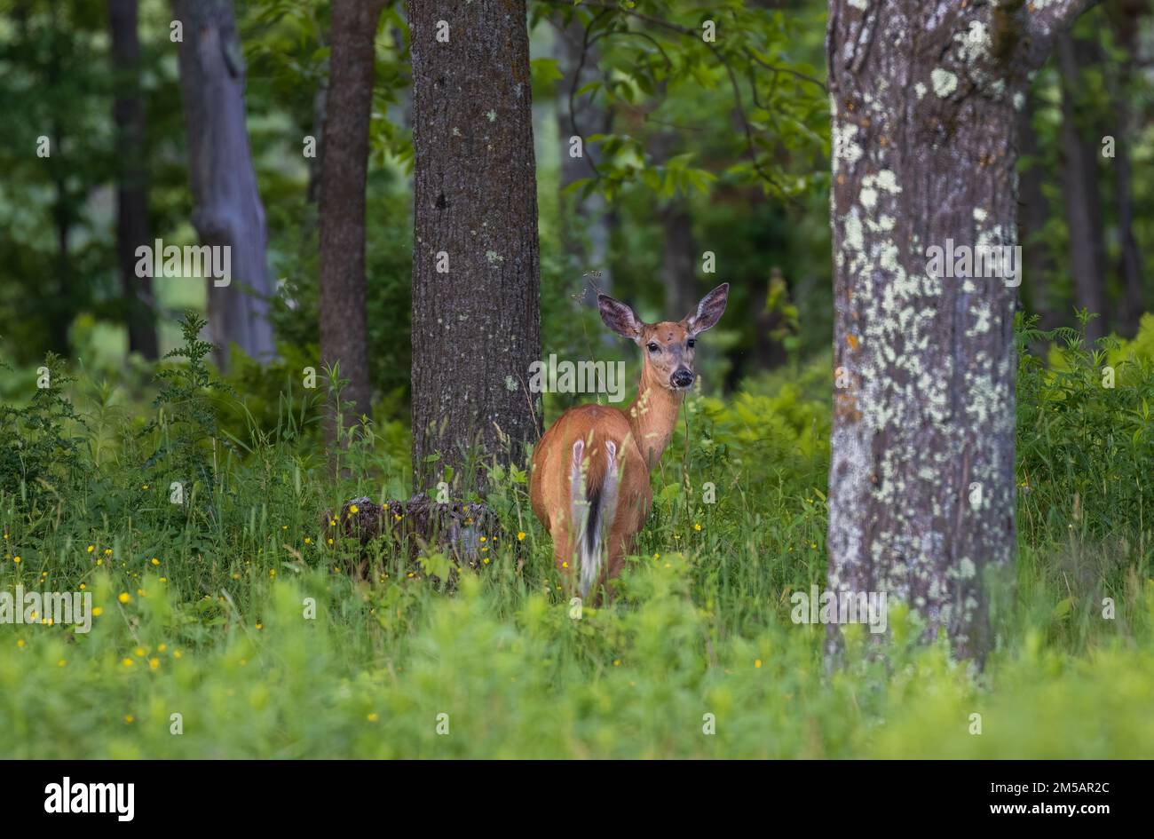 White-tailed doe in a northern Wisconsin woodland. Stock Photo