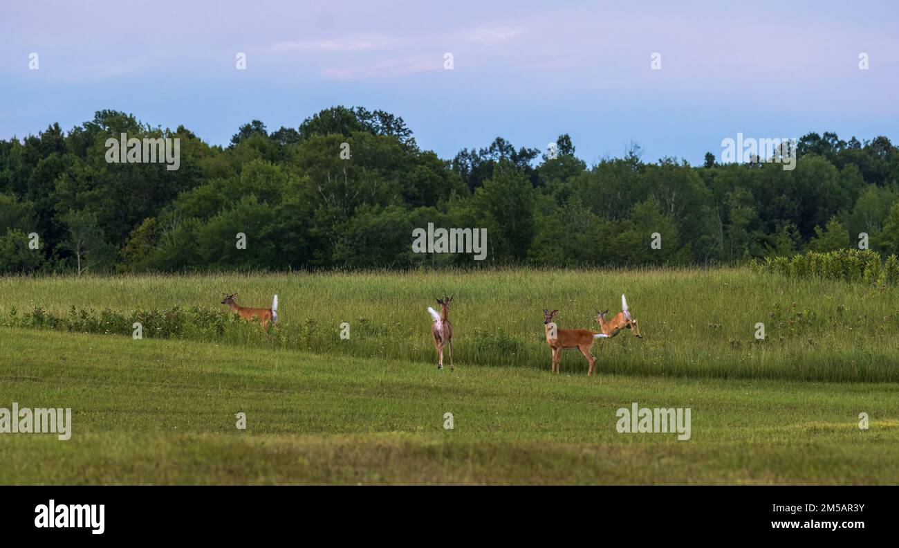 White-tailed deer in northern Wisconsin. Stock Photo