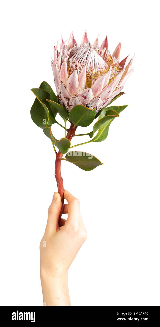 Protea flower in hand isolated on white background. Holding tender gentle floral plant, bloom on thick stem. Botanical photo. High quality photo Stock Photo