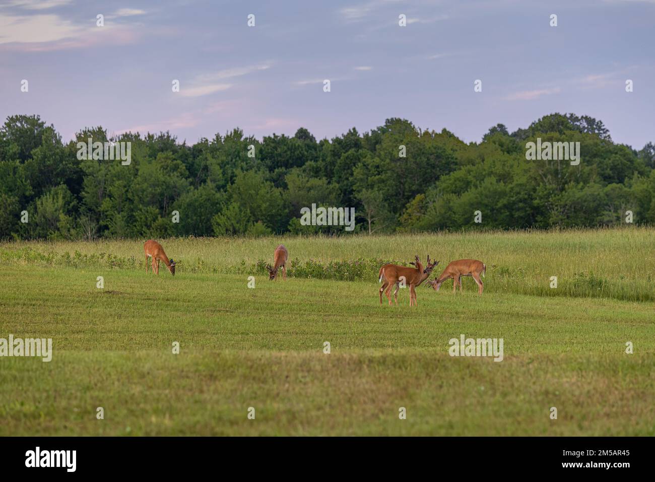 Bachelor group of white-tailed deer in northern Wisconsin. Stock Photo