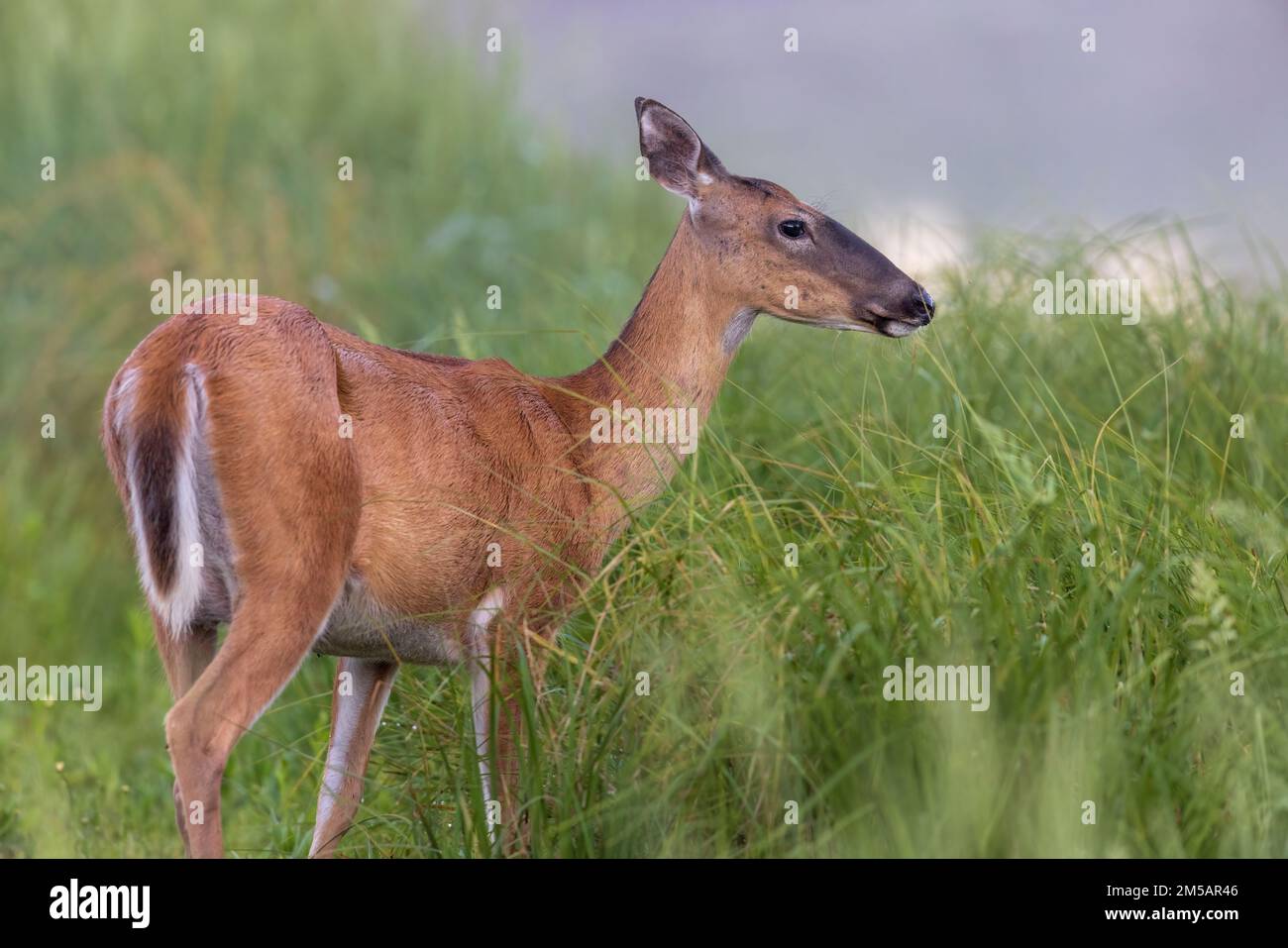 White-tailed doe in northern Wisconsin. Stock Photo