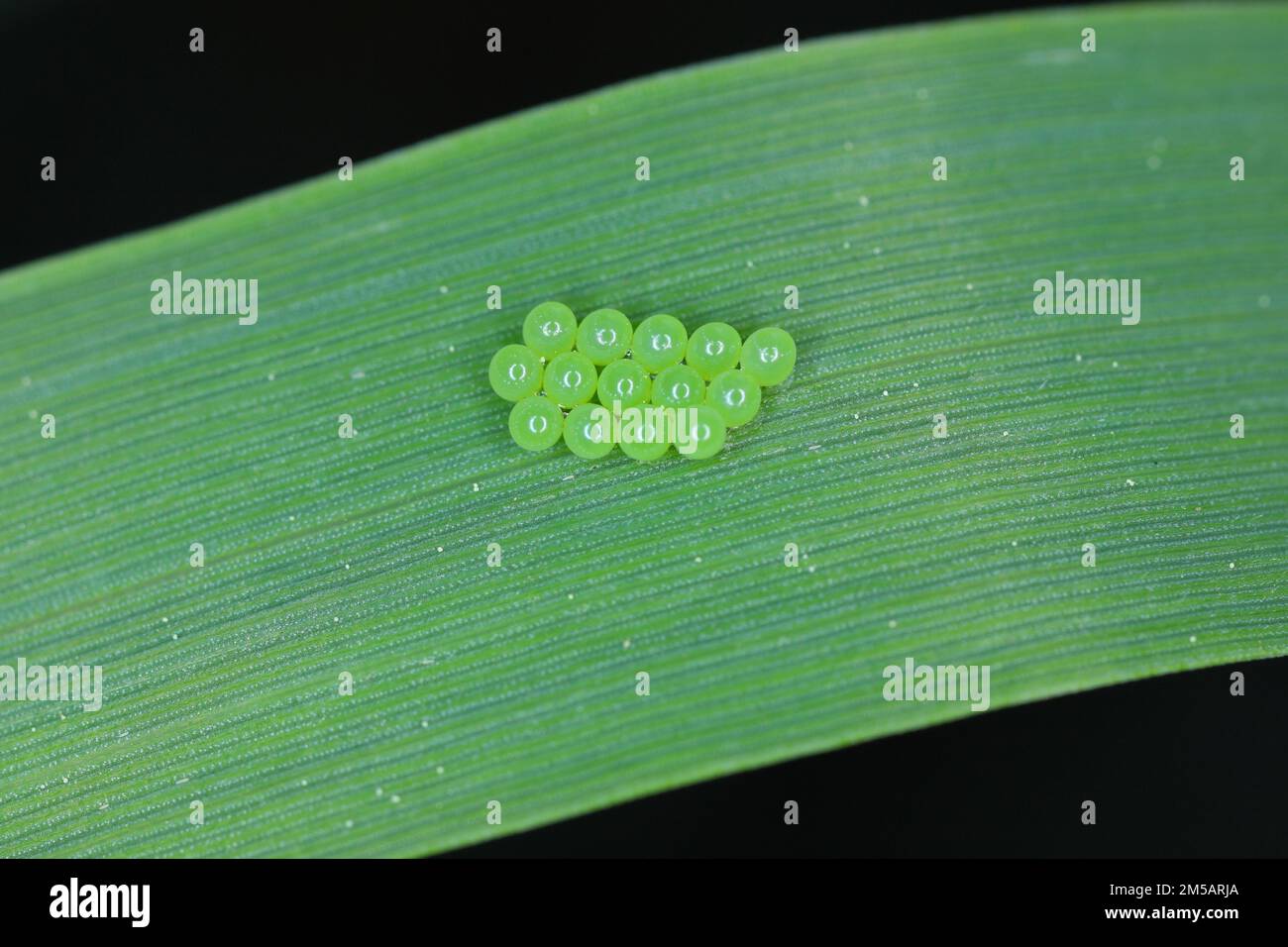 Common Green Shieldbug eggs (Palomena prasina) on the cereal leaf. Stock Photo