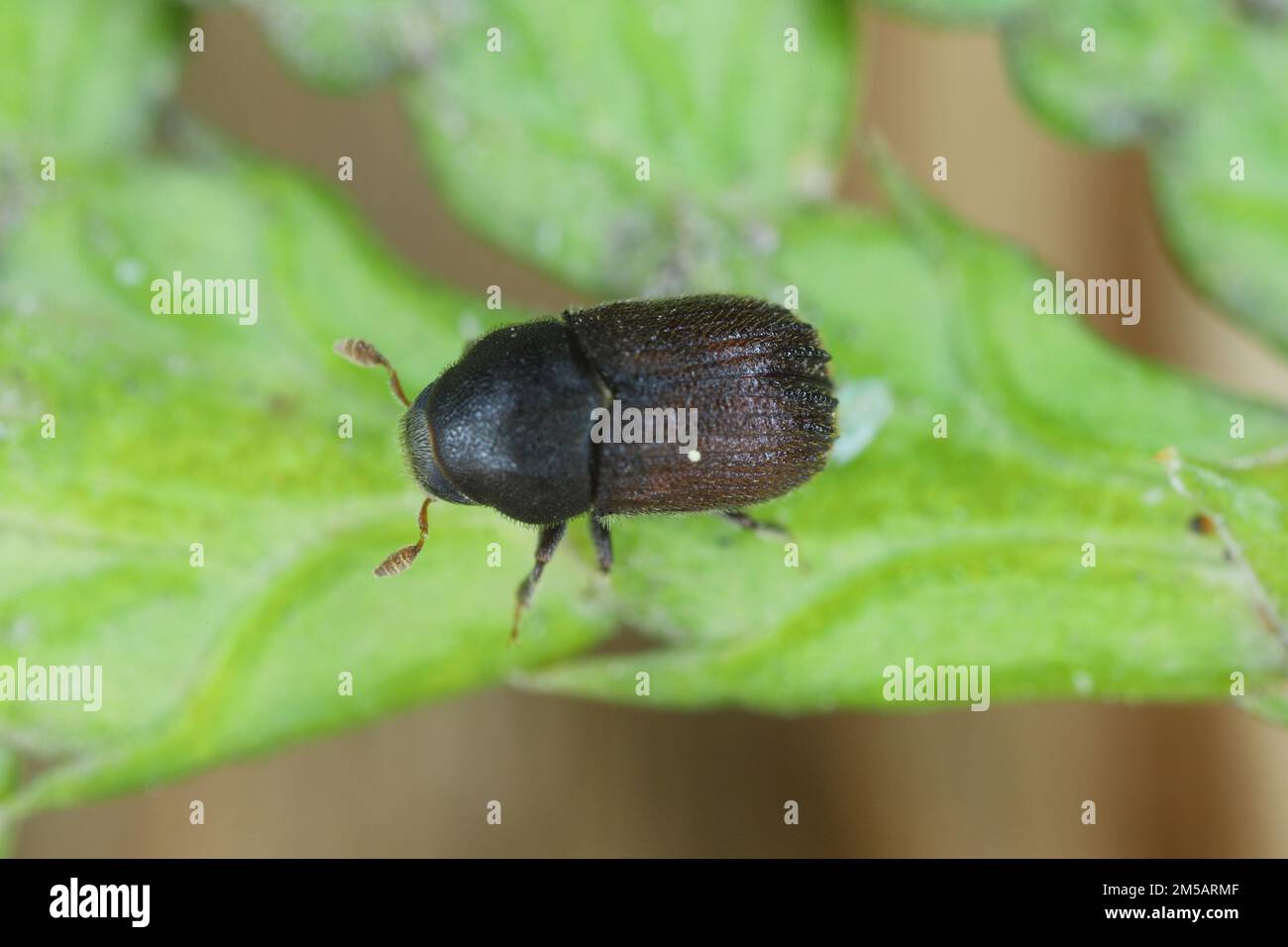 Bark beetle Phloeosinus aubei. Phloeosinus aubei is a species of bark