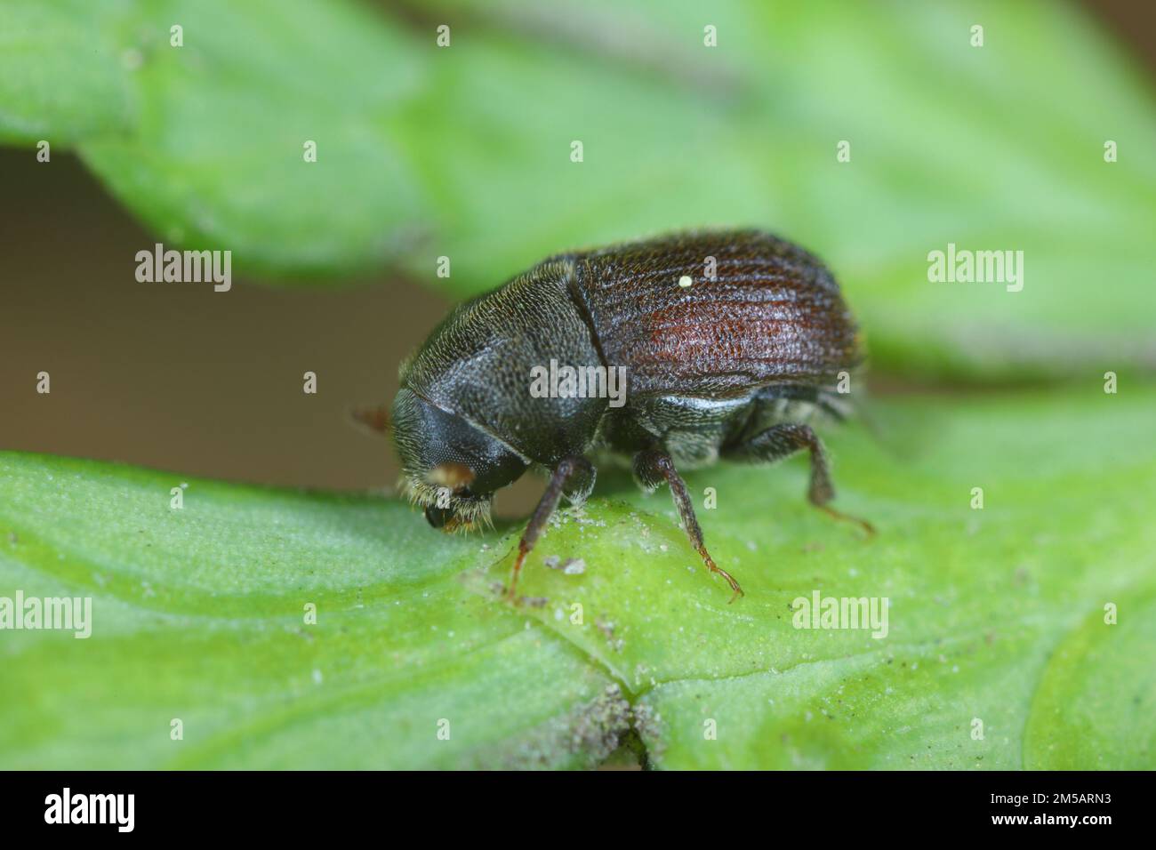 Bark beetle - Phloeosinus aubei. Phloeosinus aubei is a species of bark beetle in the family Curculionidae. It is commonly known as the cedar bark bee Stock Photo