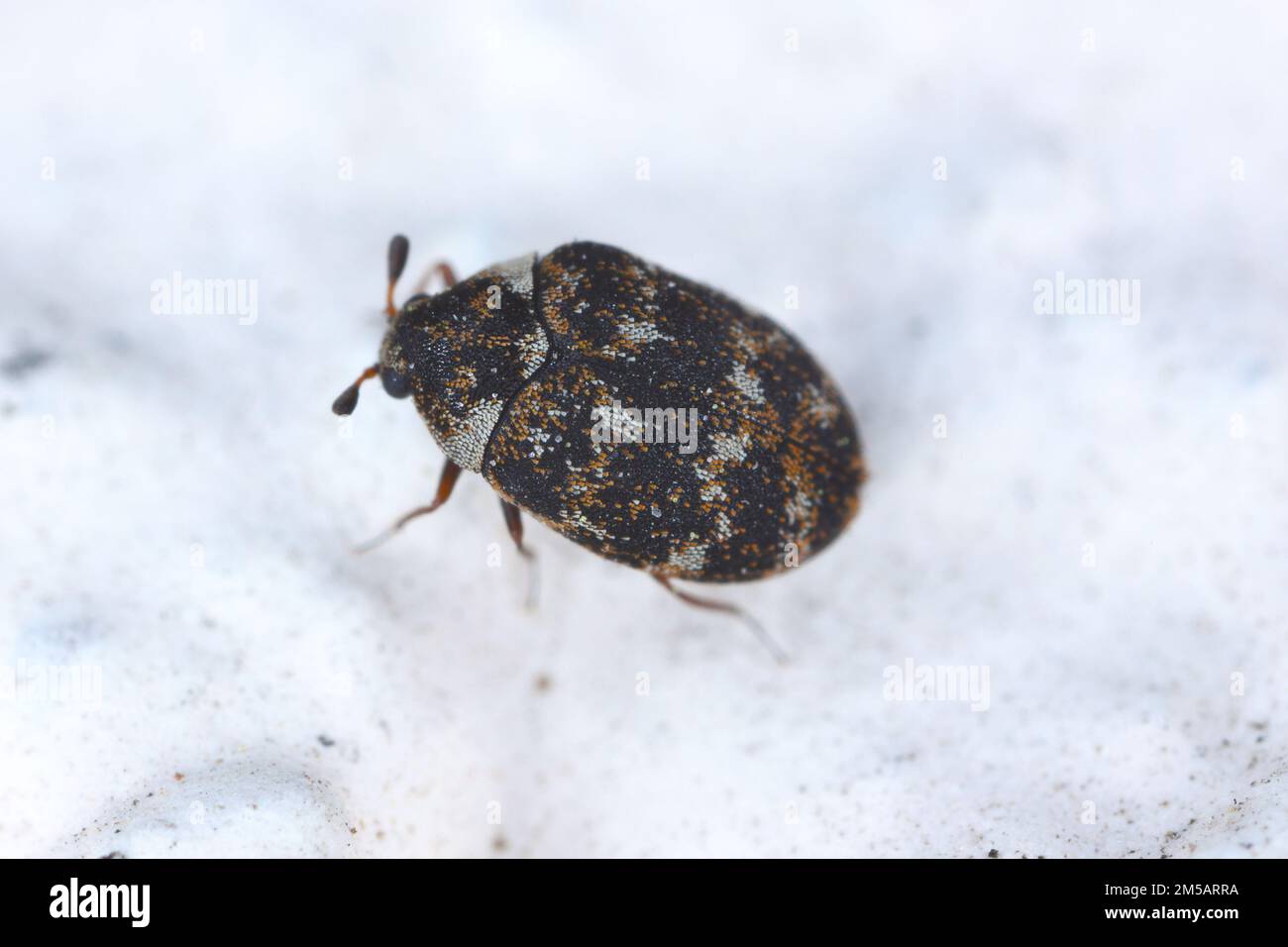 Carpet beetle Anthrenus (Dermestidae) on the wall of the room. It's a