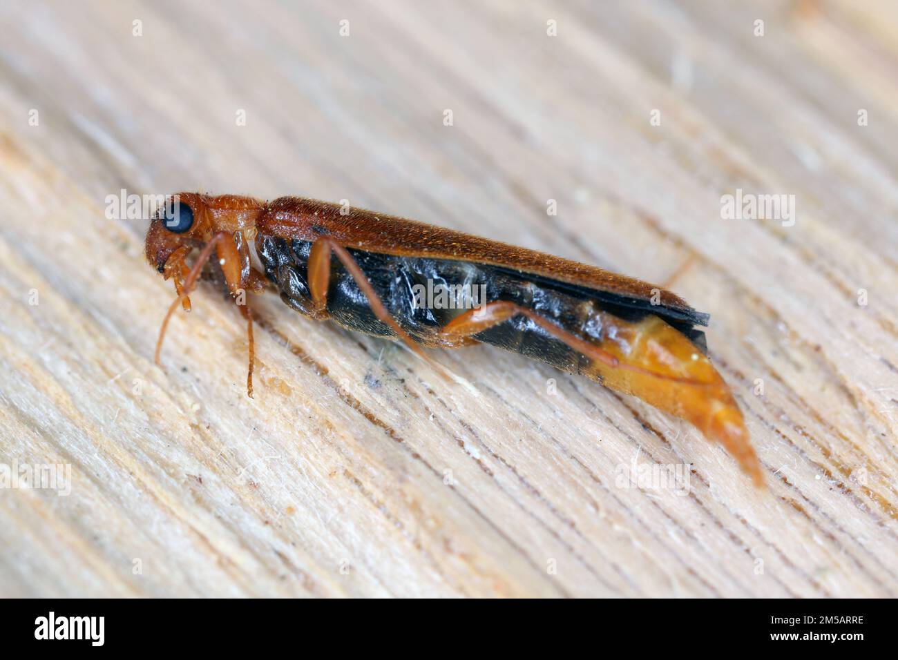 Large timberworm, European sapwood timberworm (Hylecoetus dermestoides), sitting on wood. Stock Photo