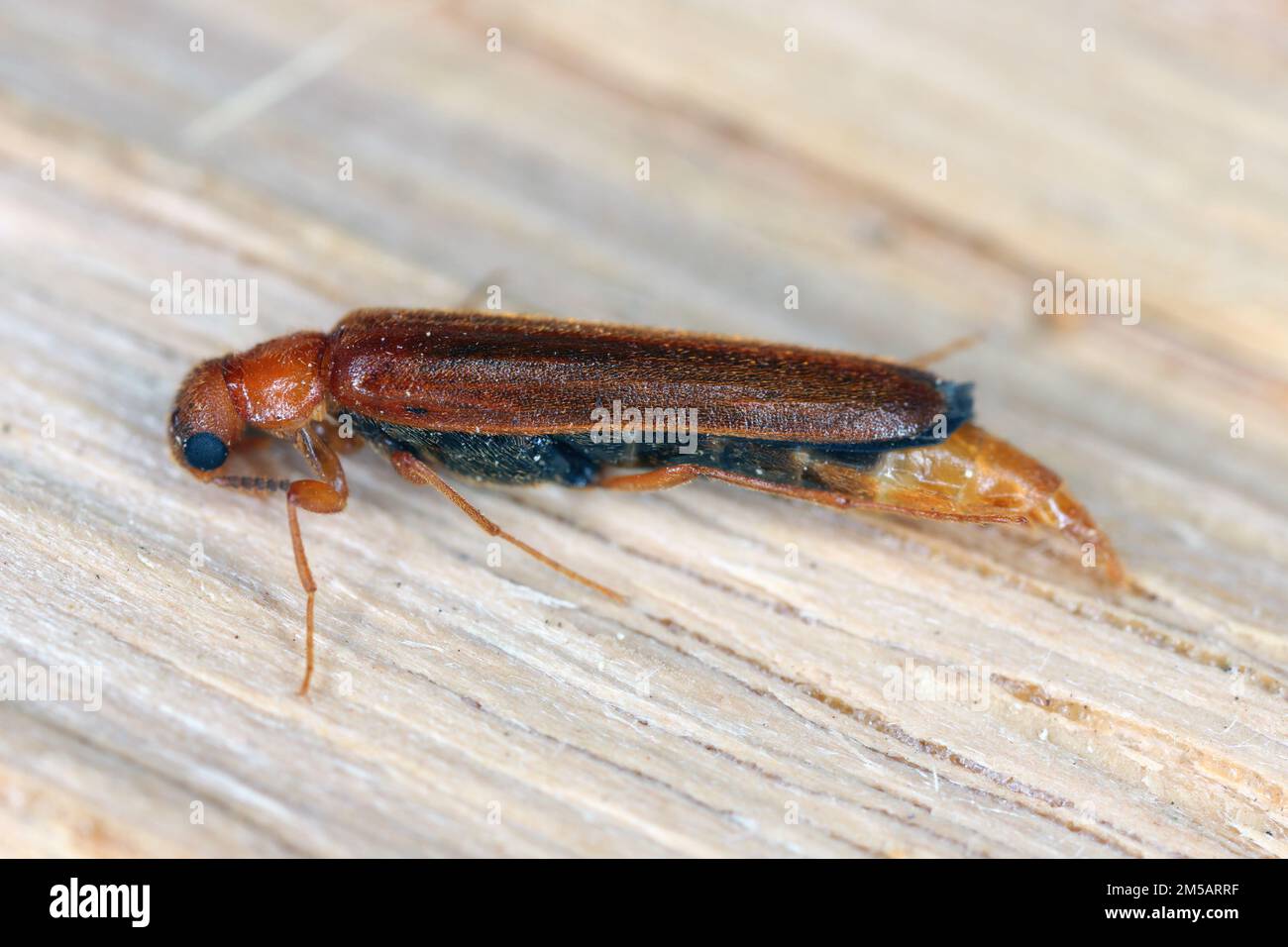 Large timberworm, European sapwood timberworm (Hylecoetus dermestoides), sitting on wood. Stock Photo