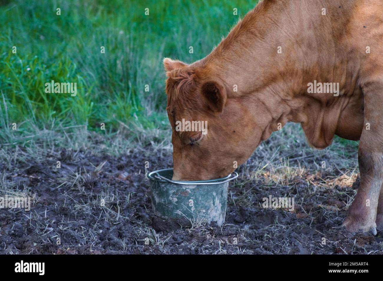 Side view of cow drinking from bucket Stock Photo Alamy