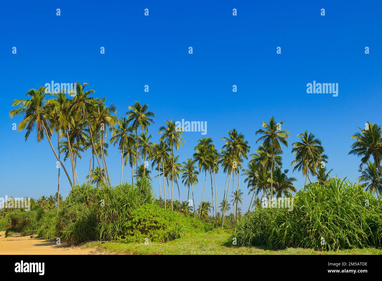 Tall coconut palms on picturesque coast of ocean. Stock Photo