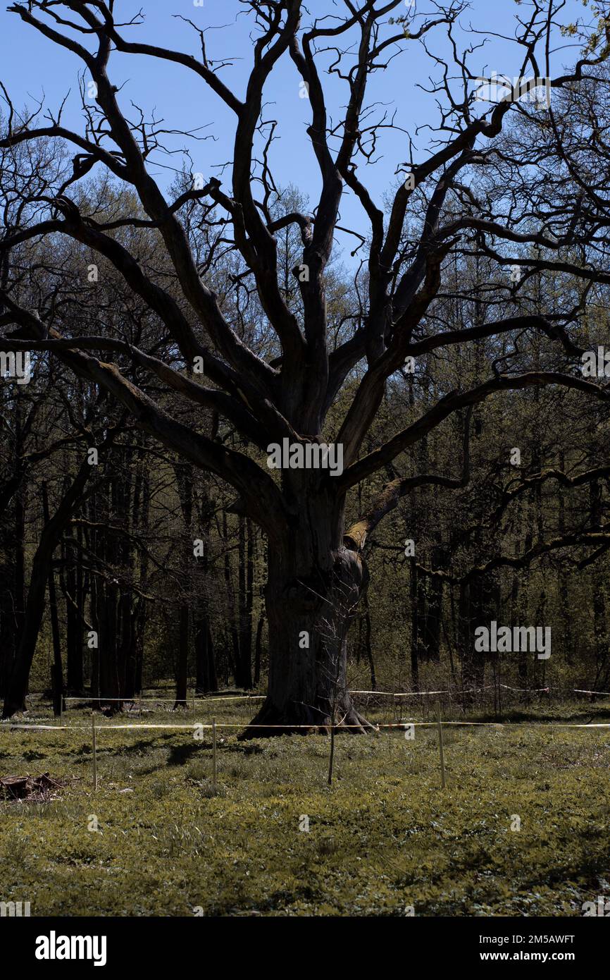 A vertical shot of a large oak tree on a rural field Stock Photo - Alamy