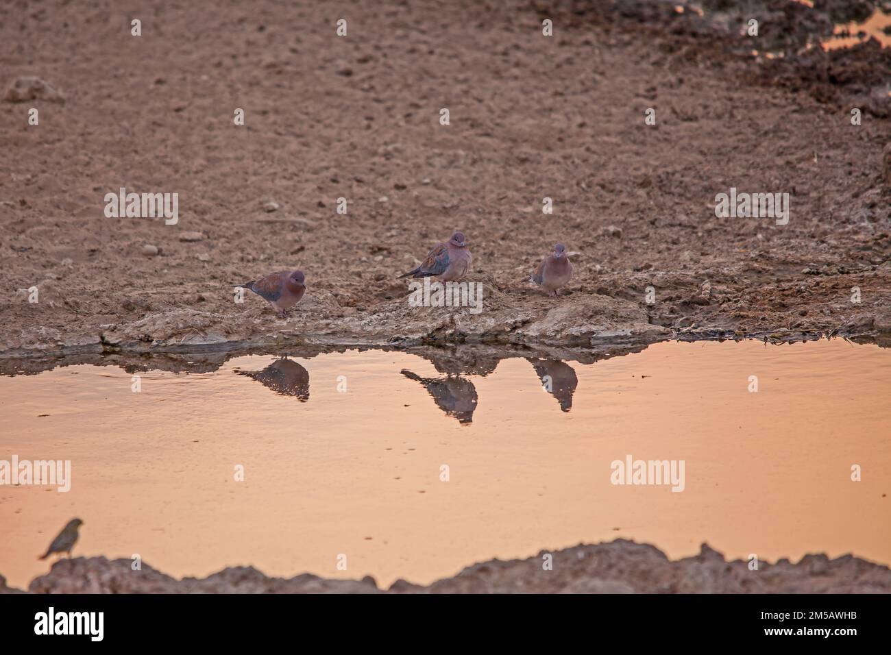 Laughing Dove (Streptopelia capicola) at a Kalahari water hole for an early morning drink. Stock Photo