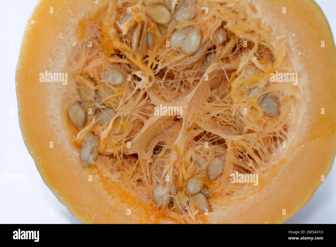 squash, pumpkin, or gourd, Cucurbita is a genus of herbaceous fruits in