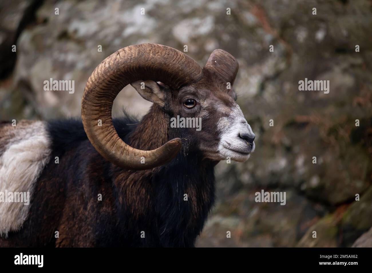 Portrait of a sheep. European mouflon of Corsica. One male Ovis aries musimon. Stock Photo