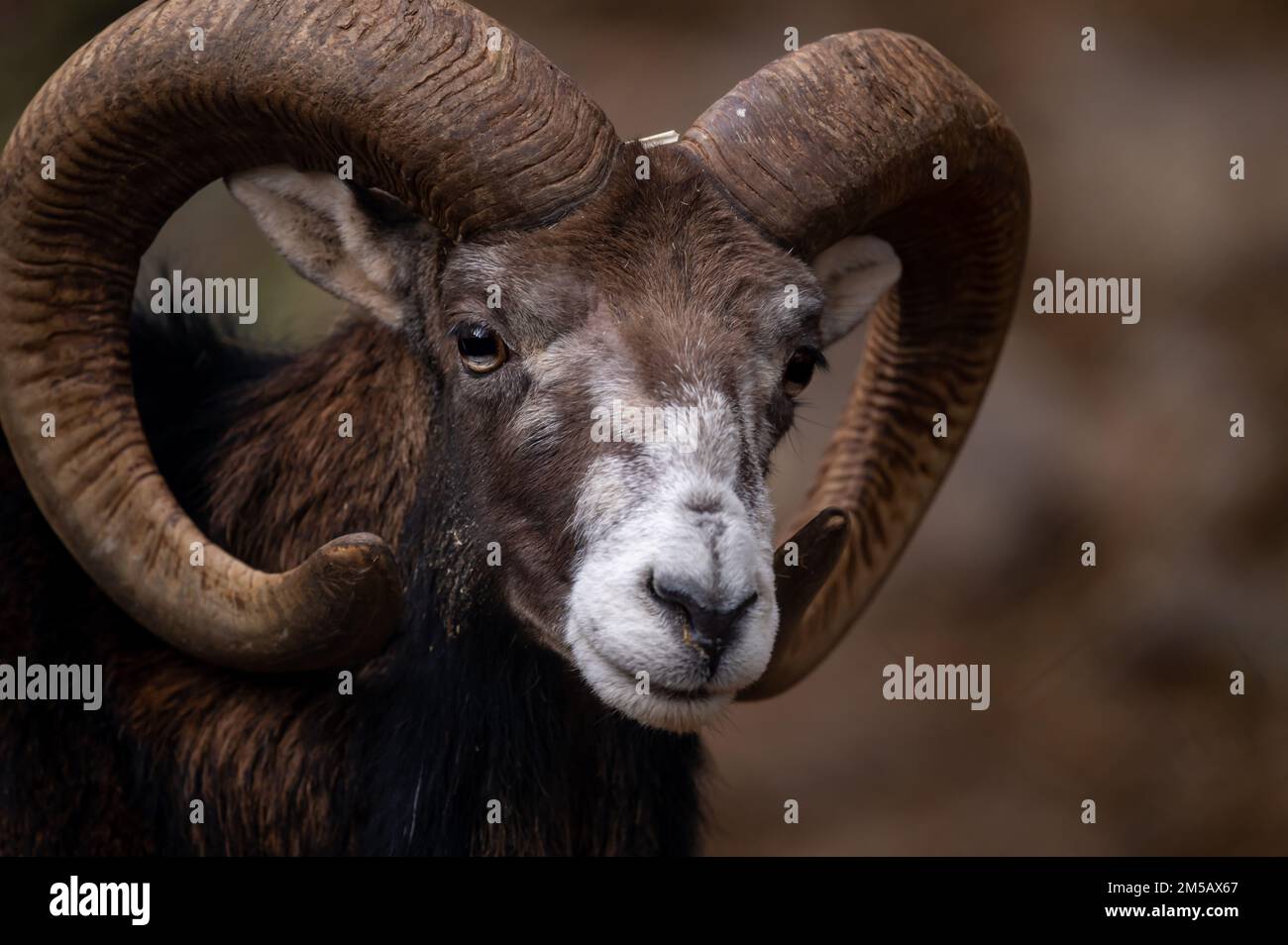 Portrait of a sheep. European mouflon of Corsica. One male Ovis aries musimon. Stock Photo