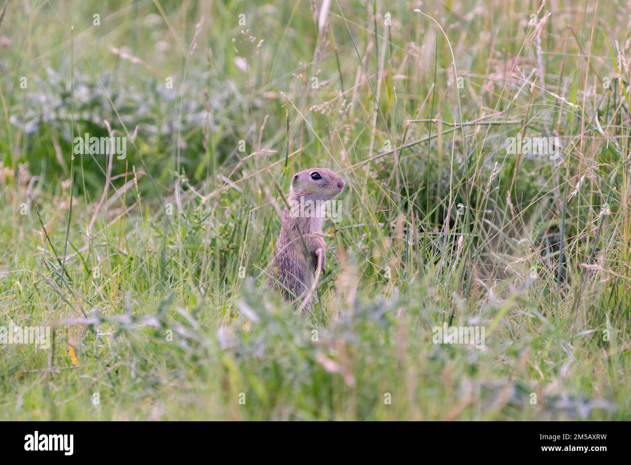 A closeup of a small European ground squirrel (Spermophilus citellus ...
