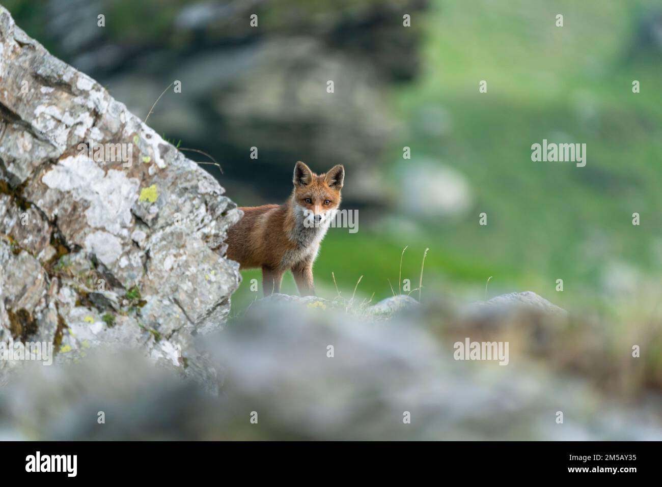 Red fox vulpes algonquin hi-res stock photography and images - Alamy