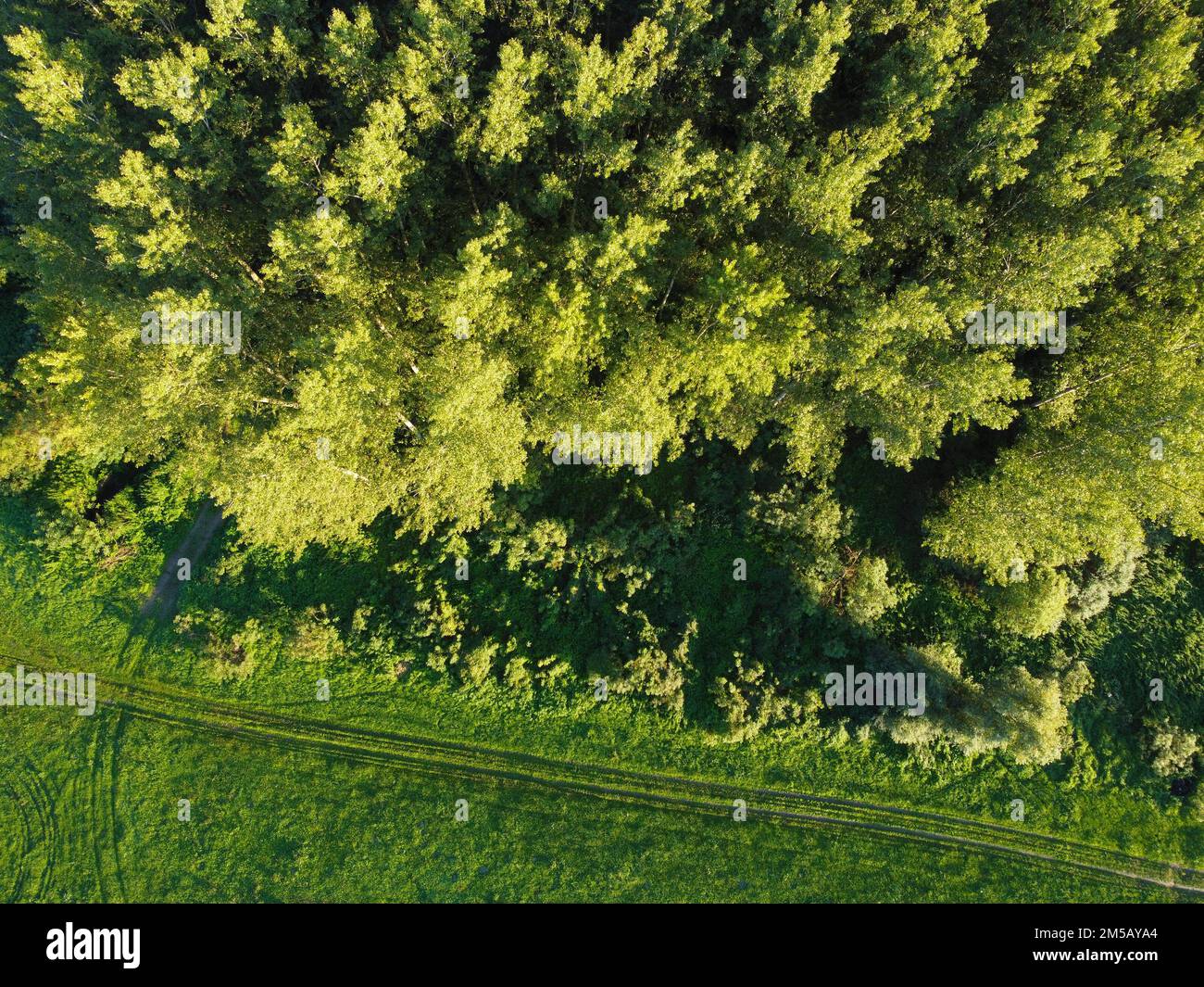 Poplar trees of a wetlands during the spring Stock Photo
