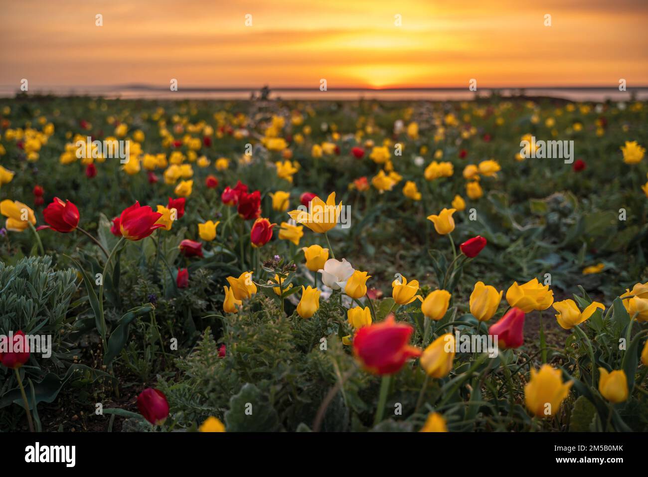 Wild tulip flowers at sunset, natural seasonal background. Multi