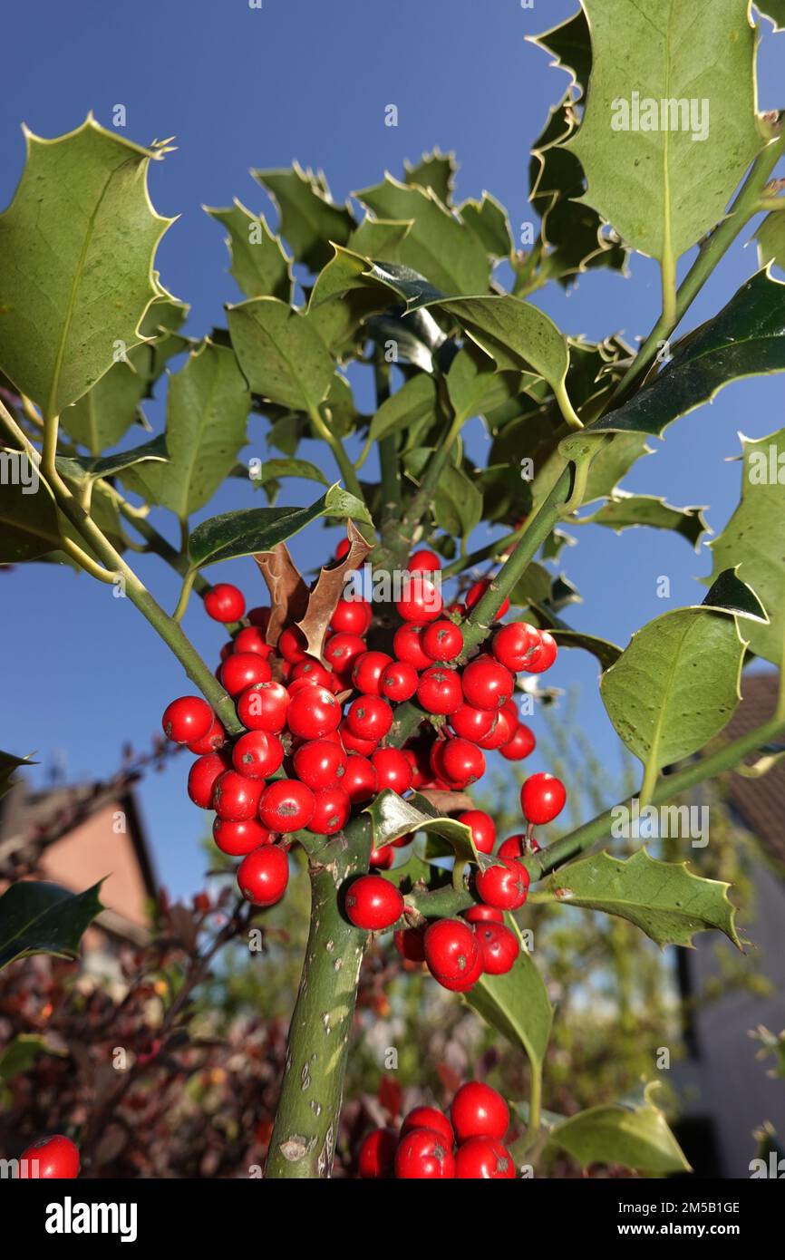 Europäische Stechpalme (Ilex aquifolium) oder Gewöhnliche Stechpalme, Hülse - rote Früchte am Strauch Stock Photo