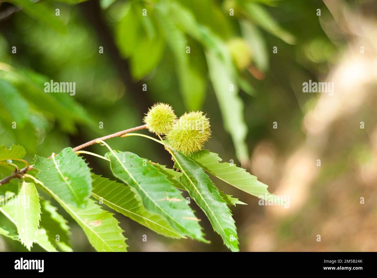 Chestnut tree fruit hi-res stock photography and images - Alamy